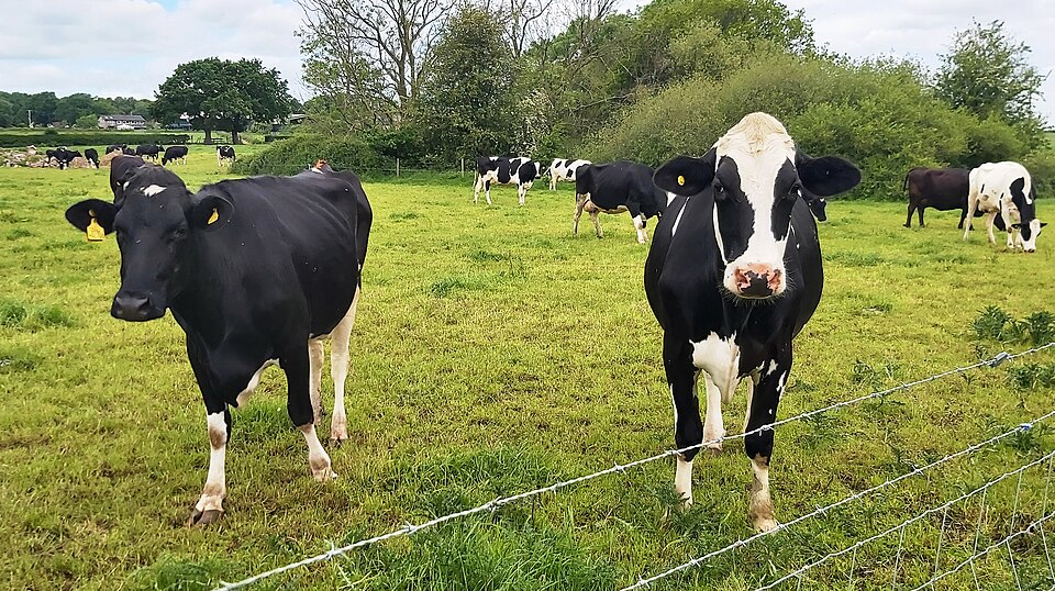 Old MacDonald had a Tick problem: Tick abundance on UK farms