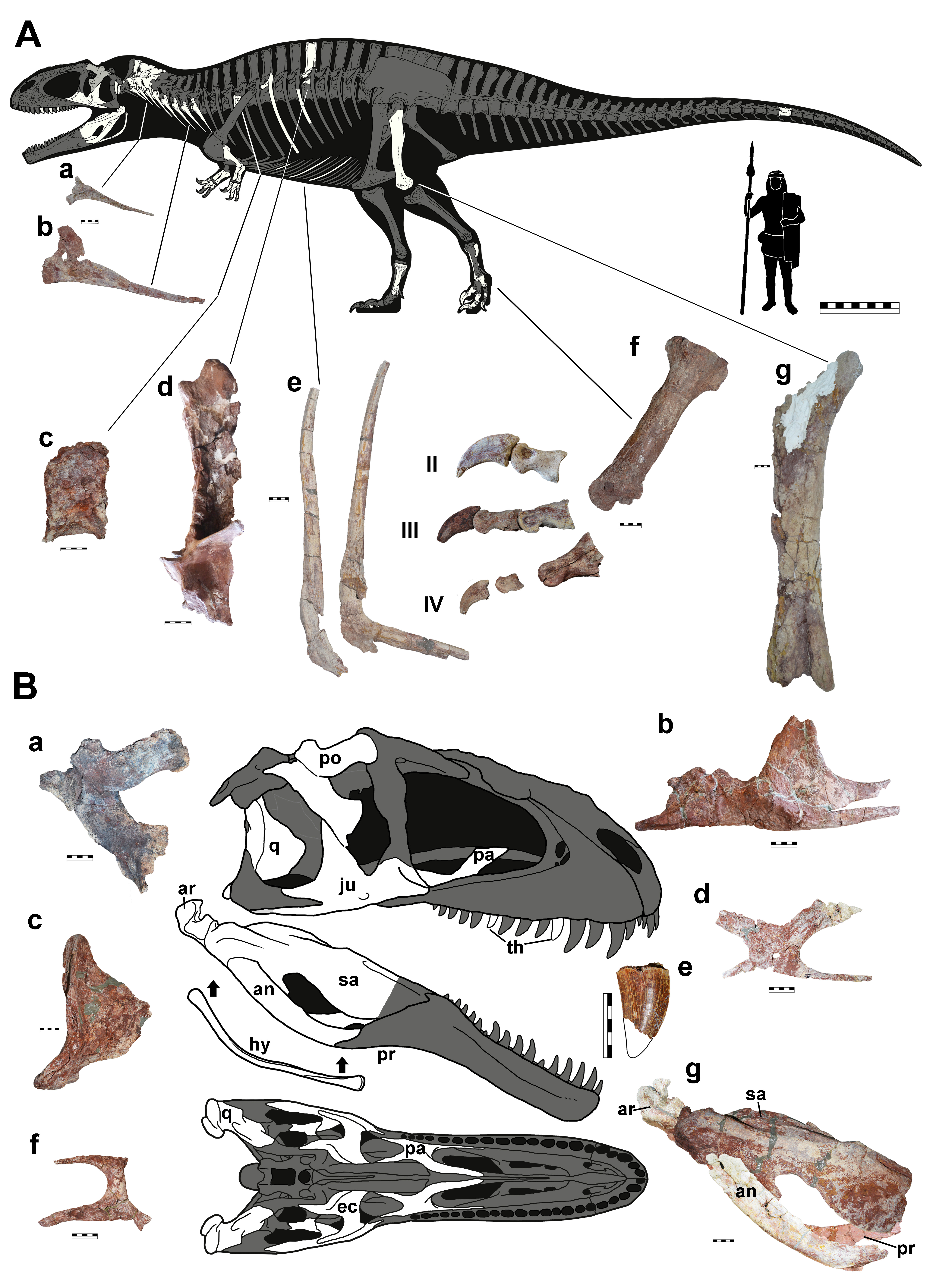 GIANT CARNIVOROUS DINOSAUR FOSSILS UNEARTHED IN NORTHWESTERN RÍO NEGRO