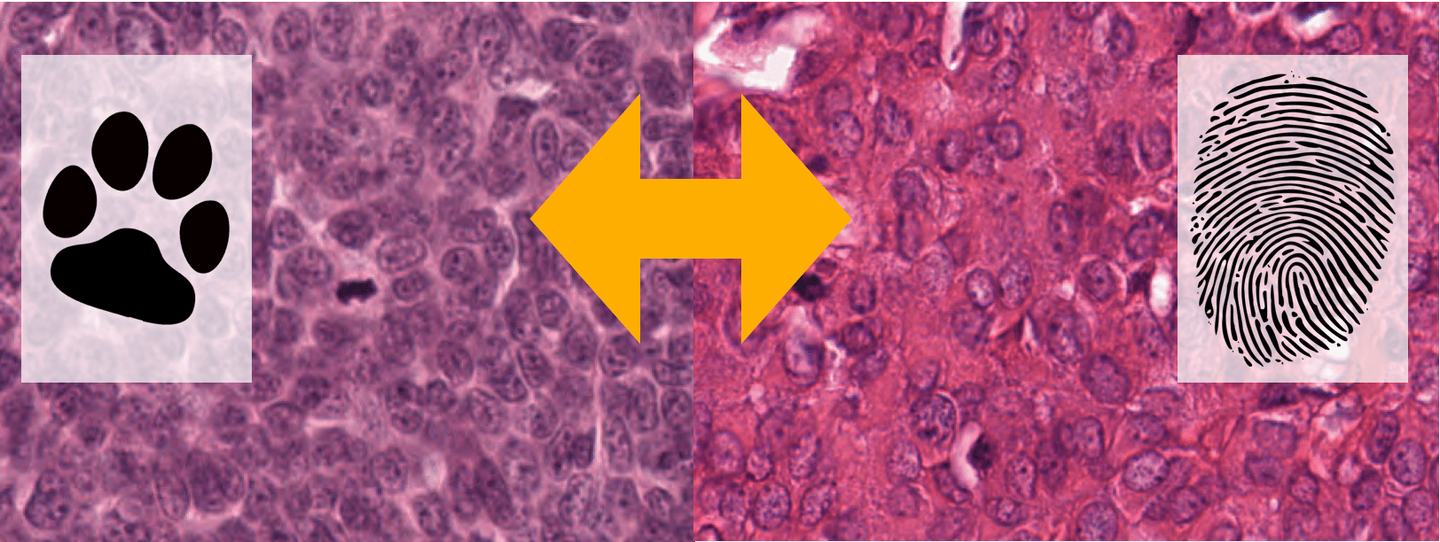 Bridging the species gap: How animal tissue can help us in the more accurate prognosis of cancer