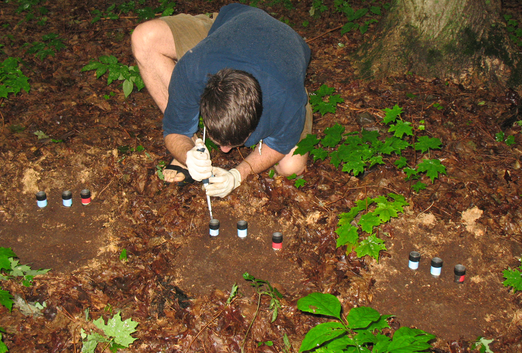 Prime time for Paraburkholderia – agents of soil priming