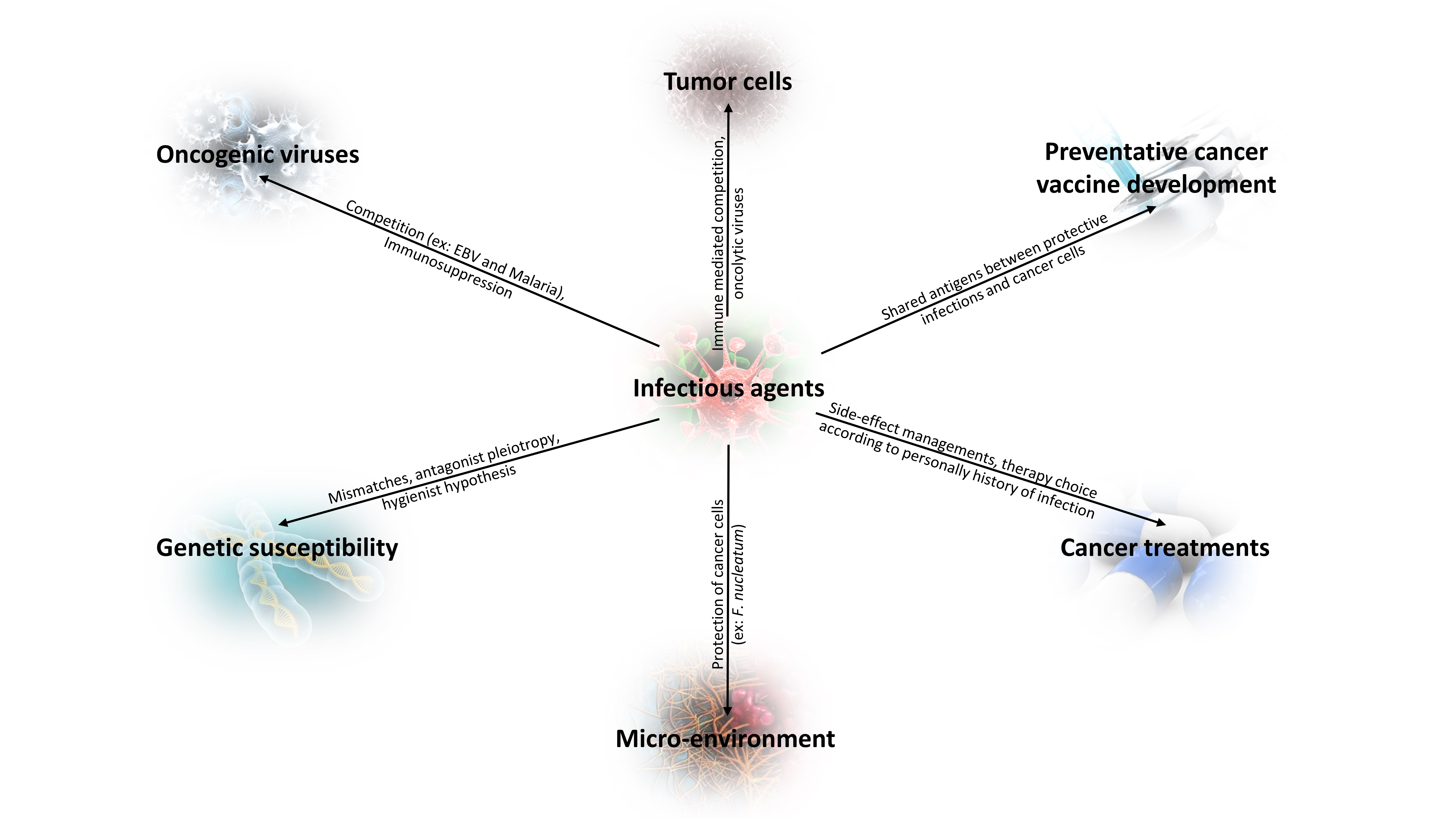 The role of innate immunity in the protection conferred by a bacterial infection against cancer