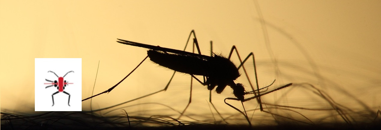 Do I drink your blood or not? A mosquito’s dilemma 