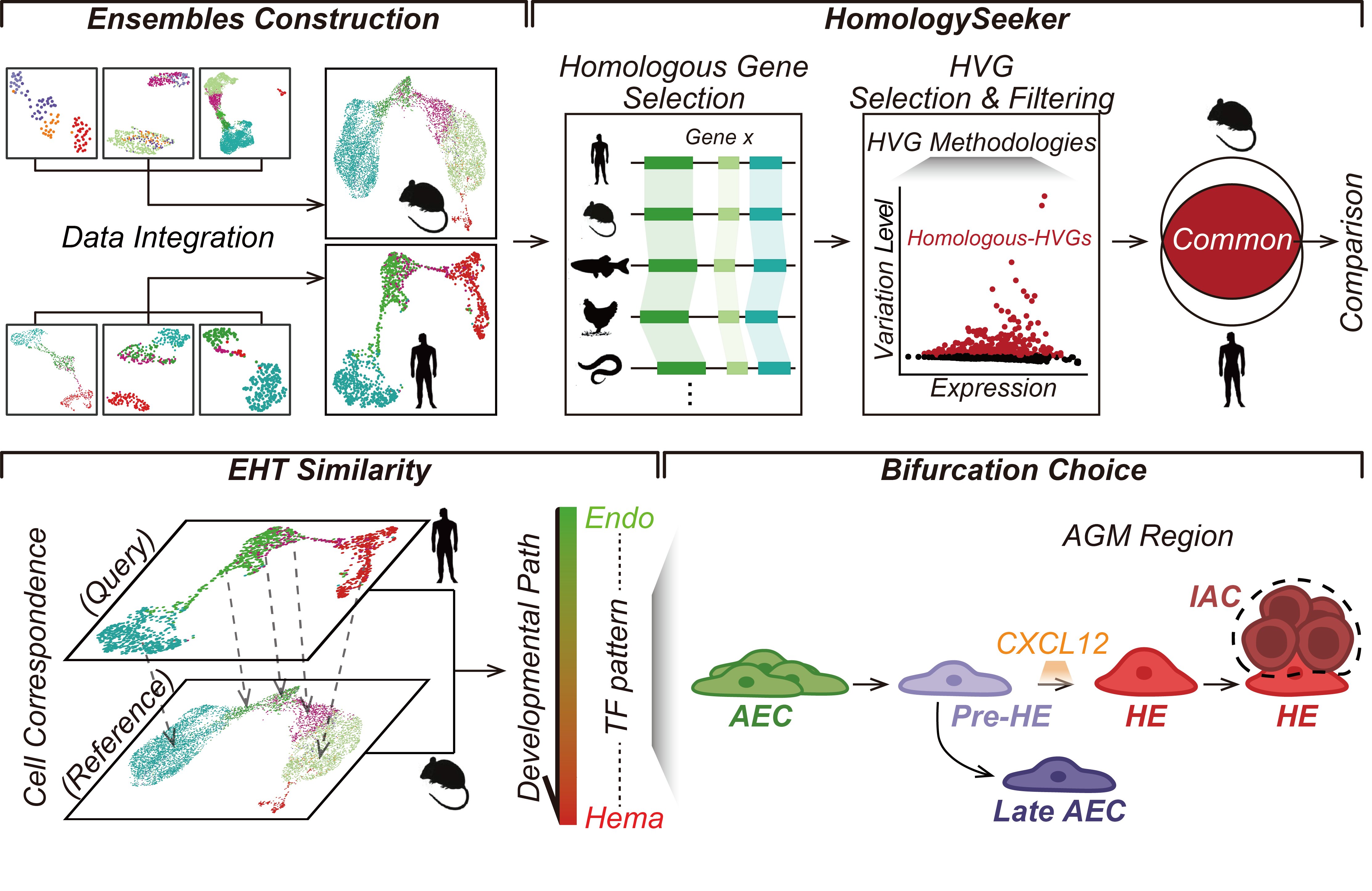 The bifurcation point of arterial and hemogenic fate determination