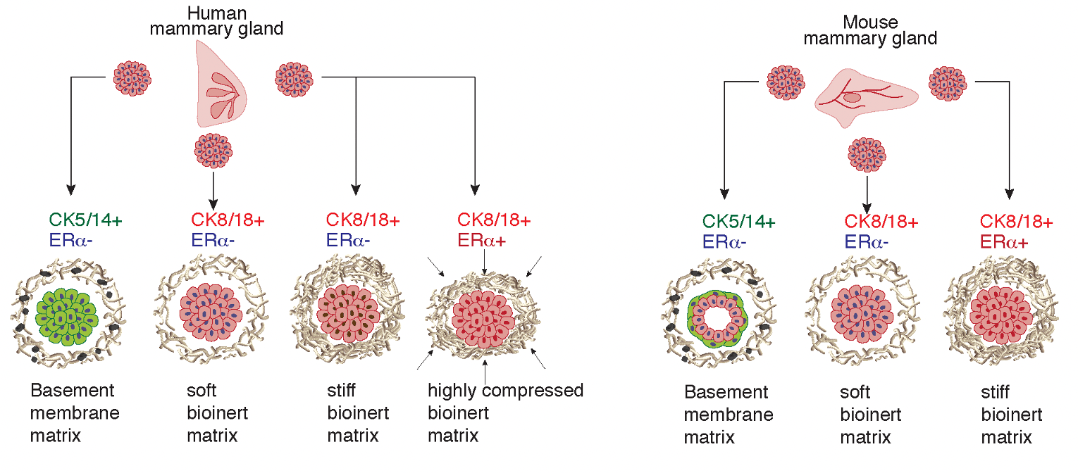 Compressive Stress-Mediated p38 Activation Required for ER+ Phenotype in Breast Cancer 