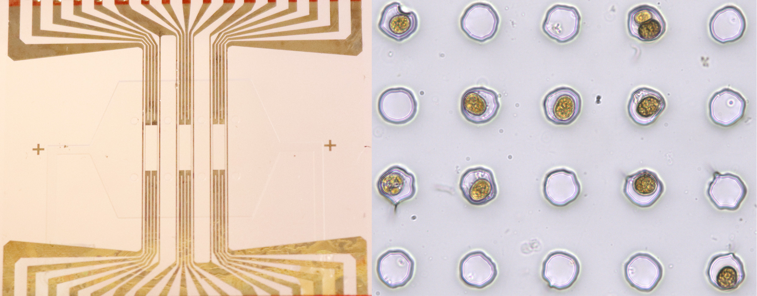 The microfluidic analysis of coral symbionts could help restore coral reefs