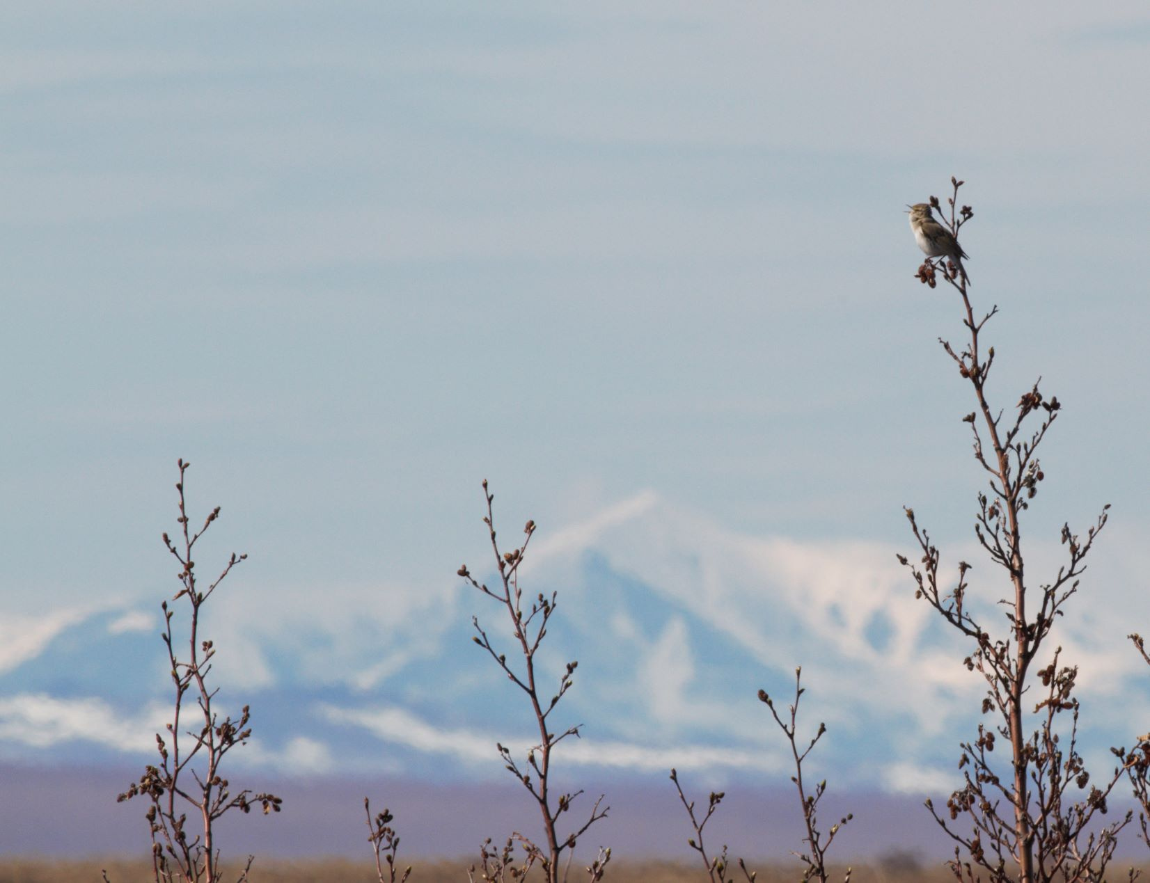 Genetics of bird migration: story of the willow warbler
