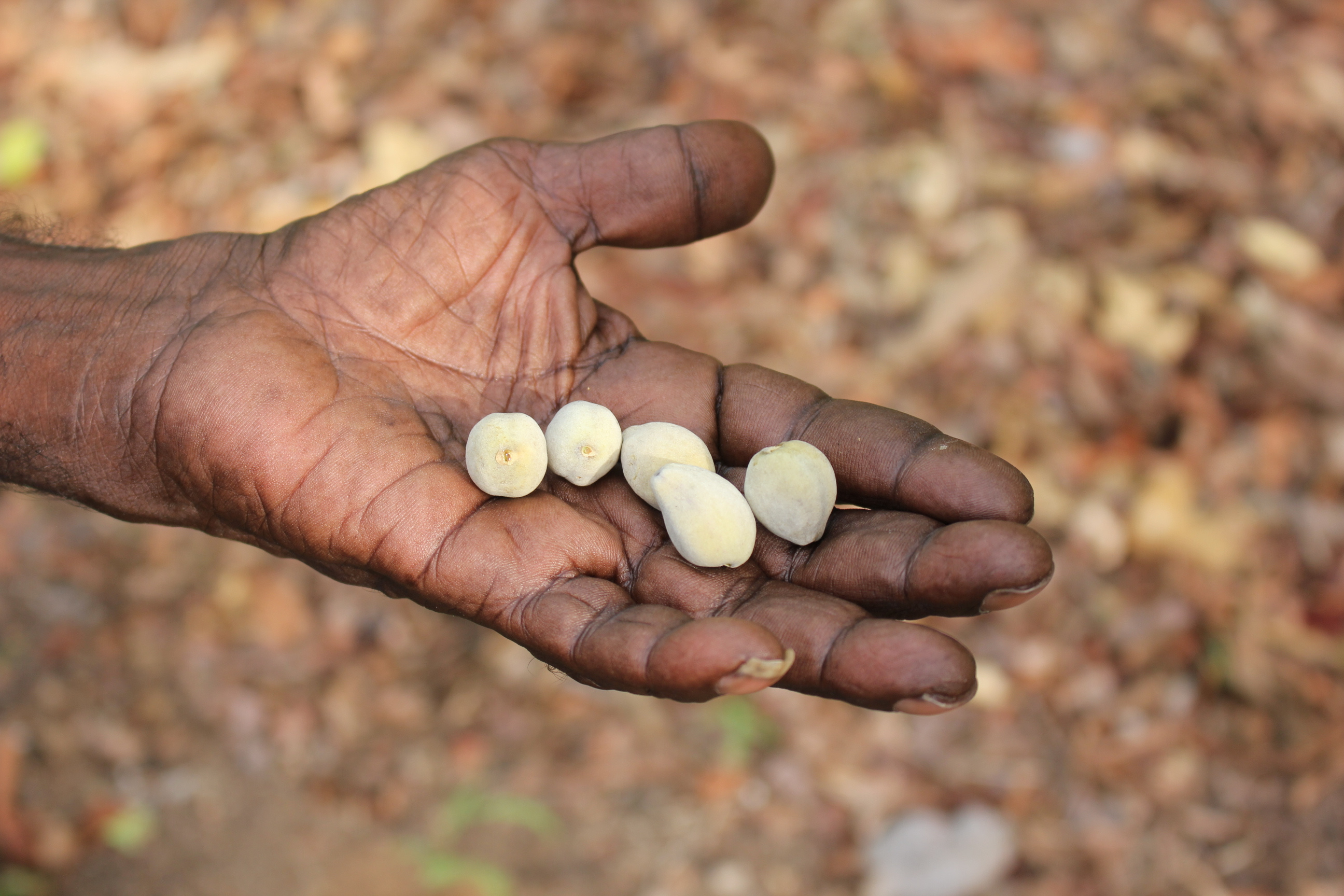 The first Australian plant foods at Madjedbebe, 65–53,000 years ago