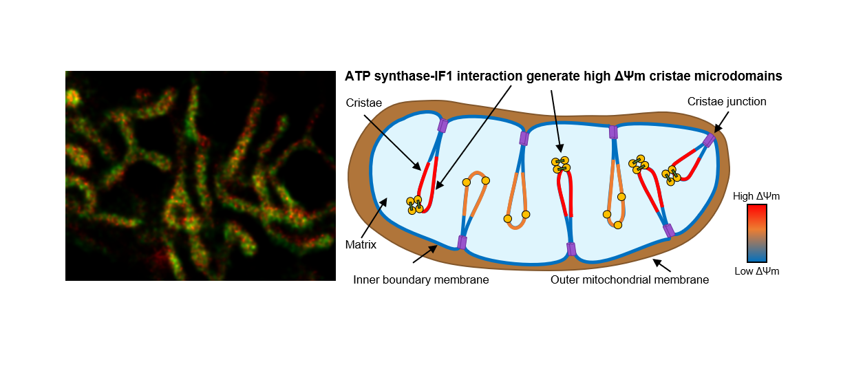  IF1 governs the active/inactive state transitions of the sluggish ATP synthase.