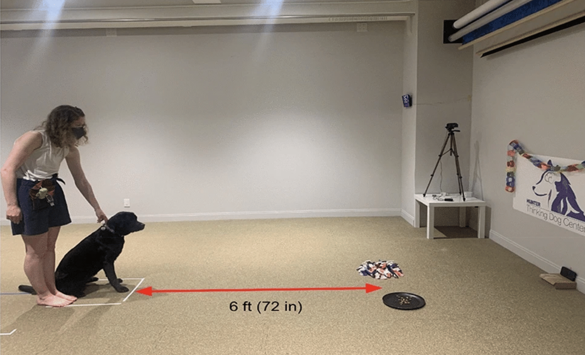 Pet dogs are willing to work for food, but do not show a preference