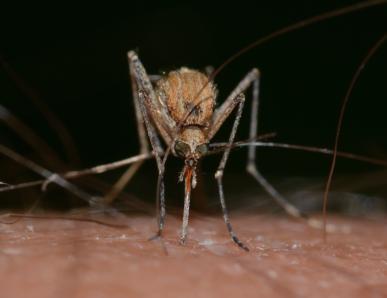 Zika virus video from PhD comics