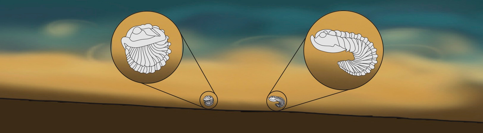 Trilobite legs in 3D: understanding the fossilization process