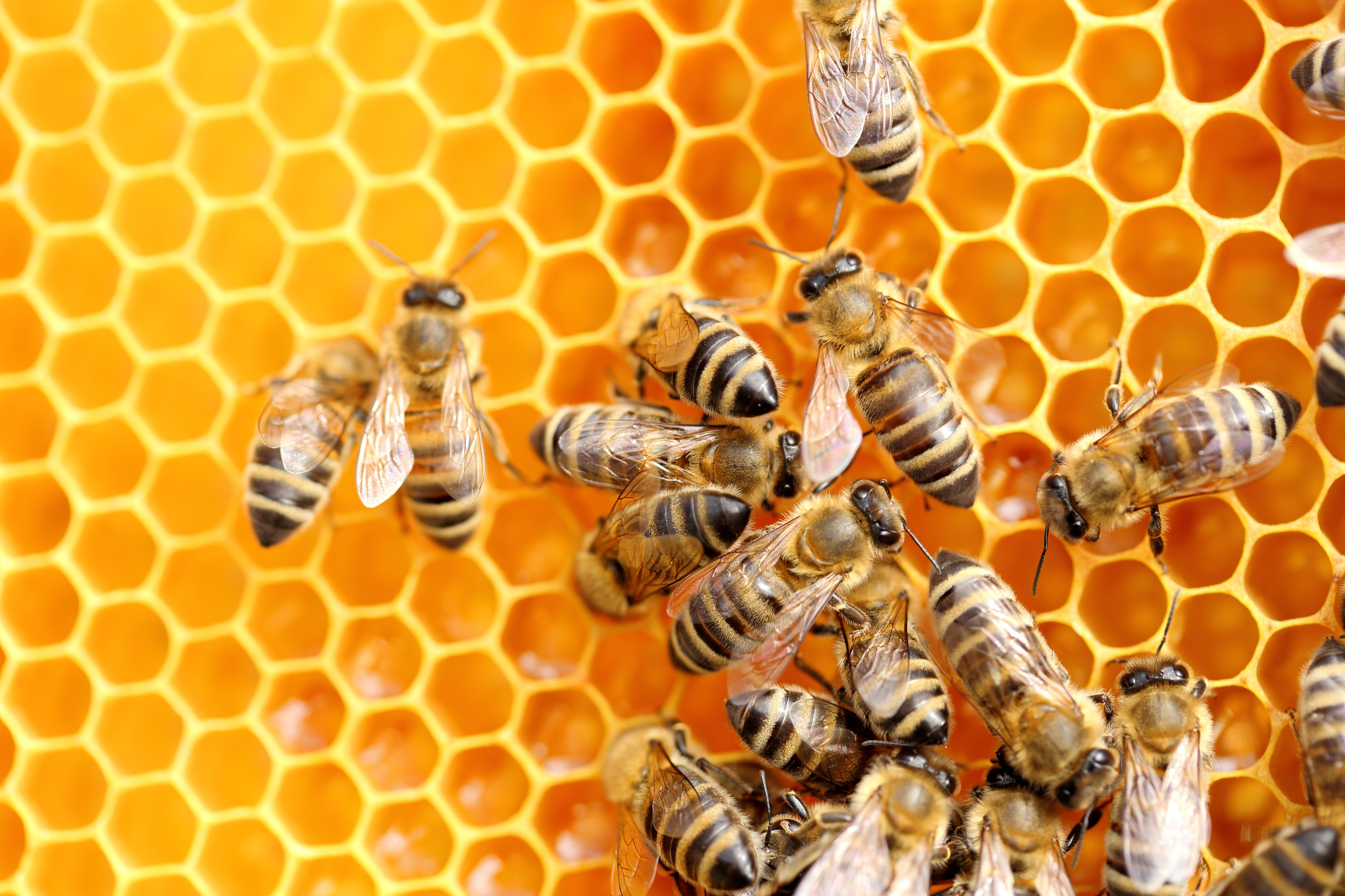World Bee Day 2024: A hive of research from the BMC Series