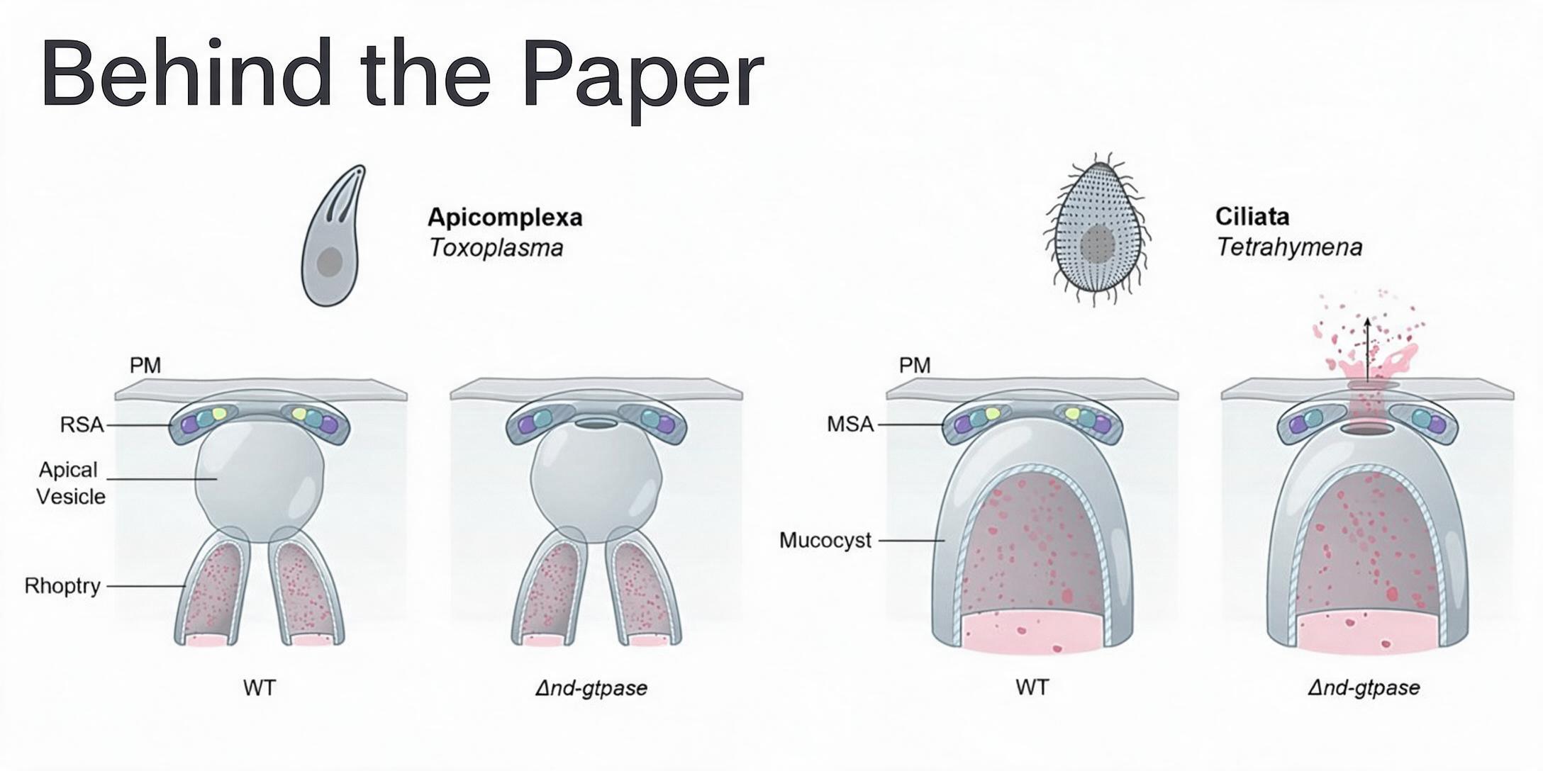 From “Unnecessary” to “Just Right”: A GTPase Cracks the Rhoptry Secretion Secret in Apicomplexa