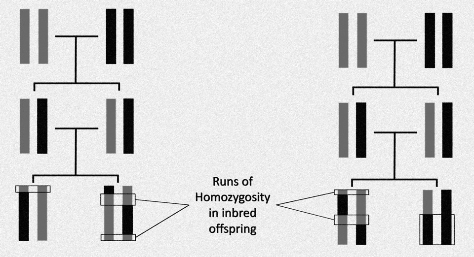 Genomic insights into inbreeding depression