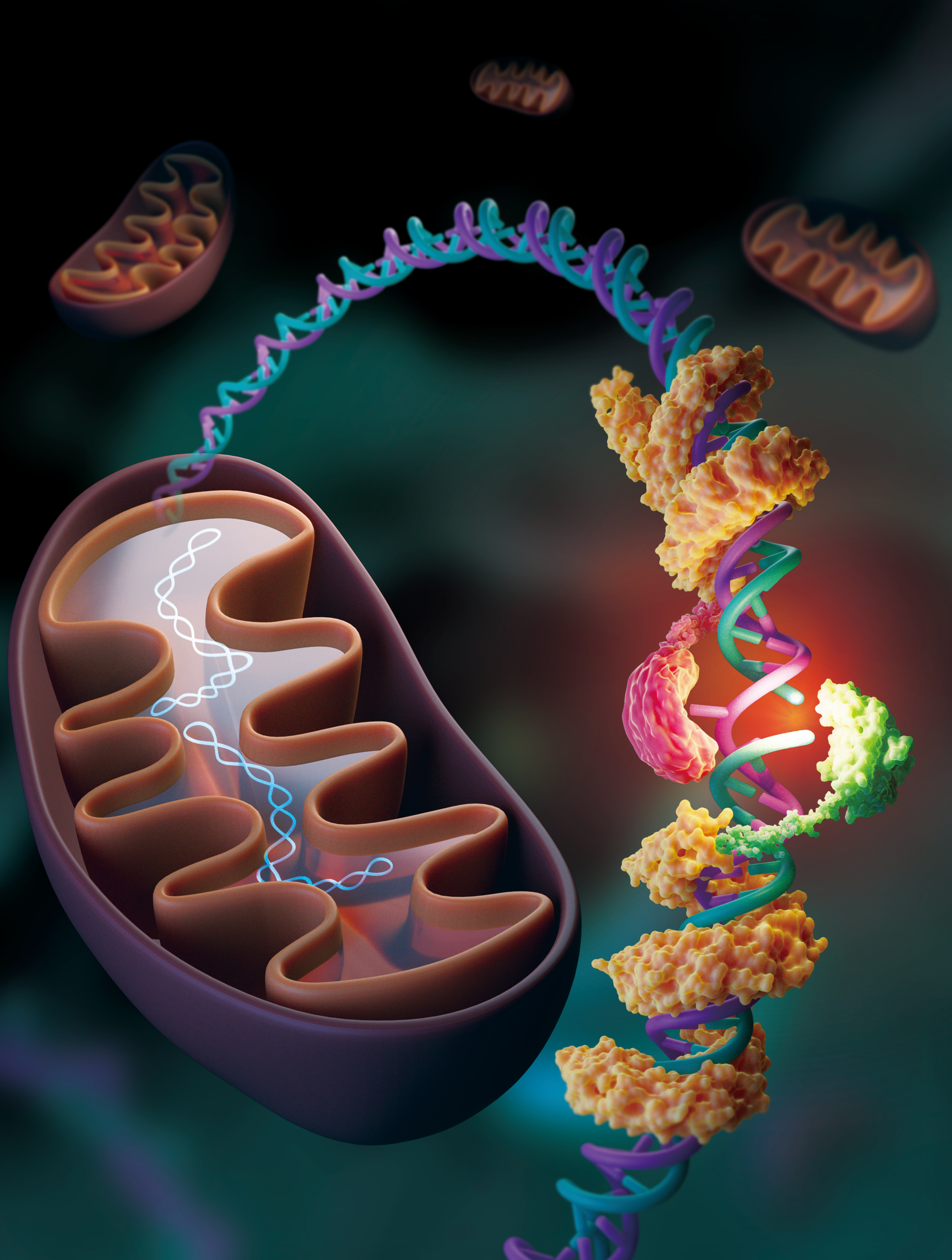 CRISPR-free, strand-selective DNA base editing by introducing nickase