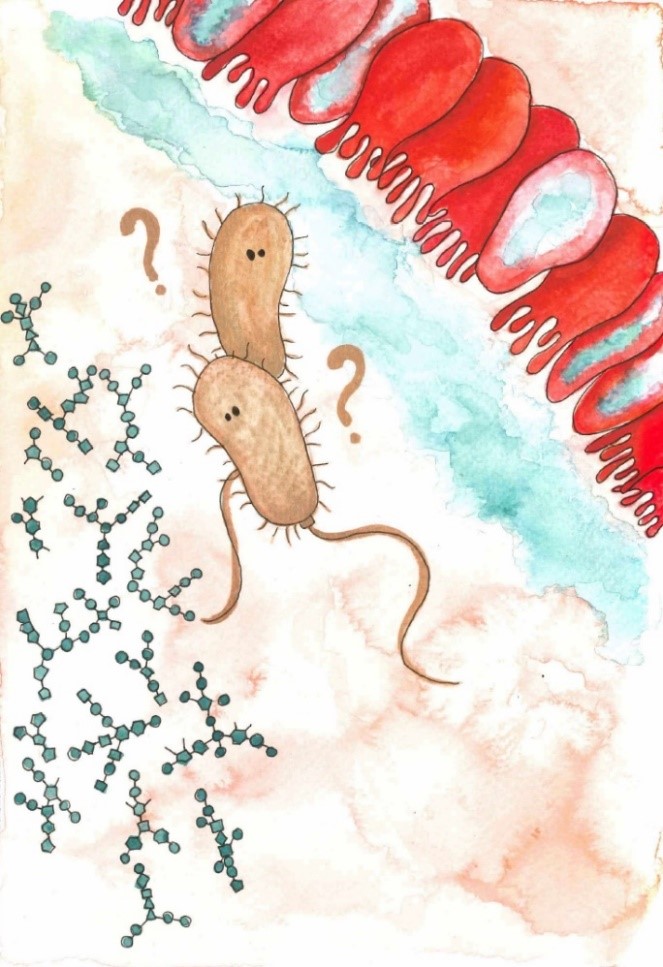 Towards a better description of the interaction of enterotoxigenic Escherichia coli with intestinal mucus