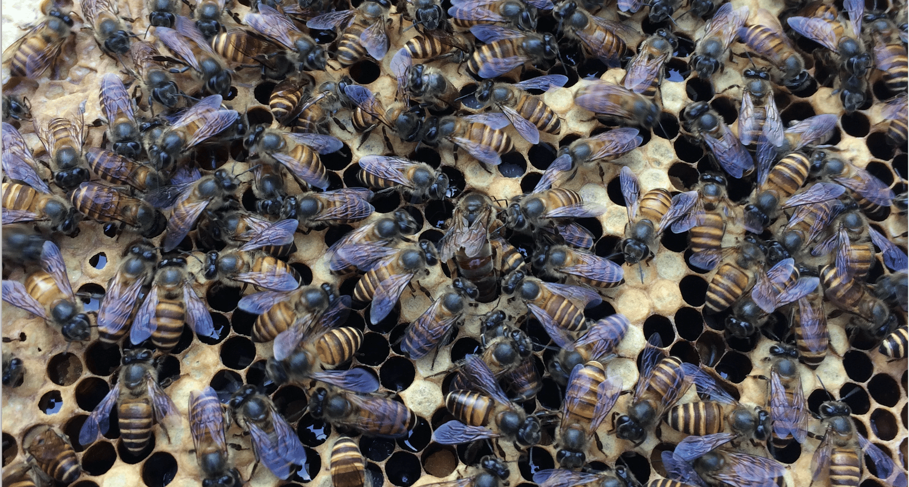 New alleles come easy to a gene under balancing selection  