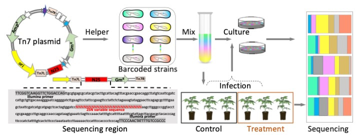 Random barcoding enables the study of plant infection by a bacterial pathogen