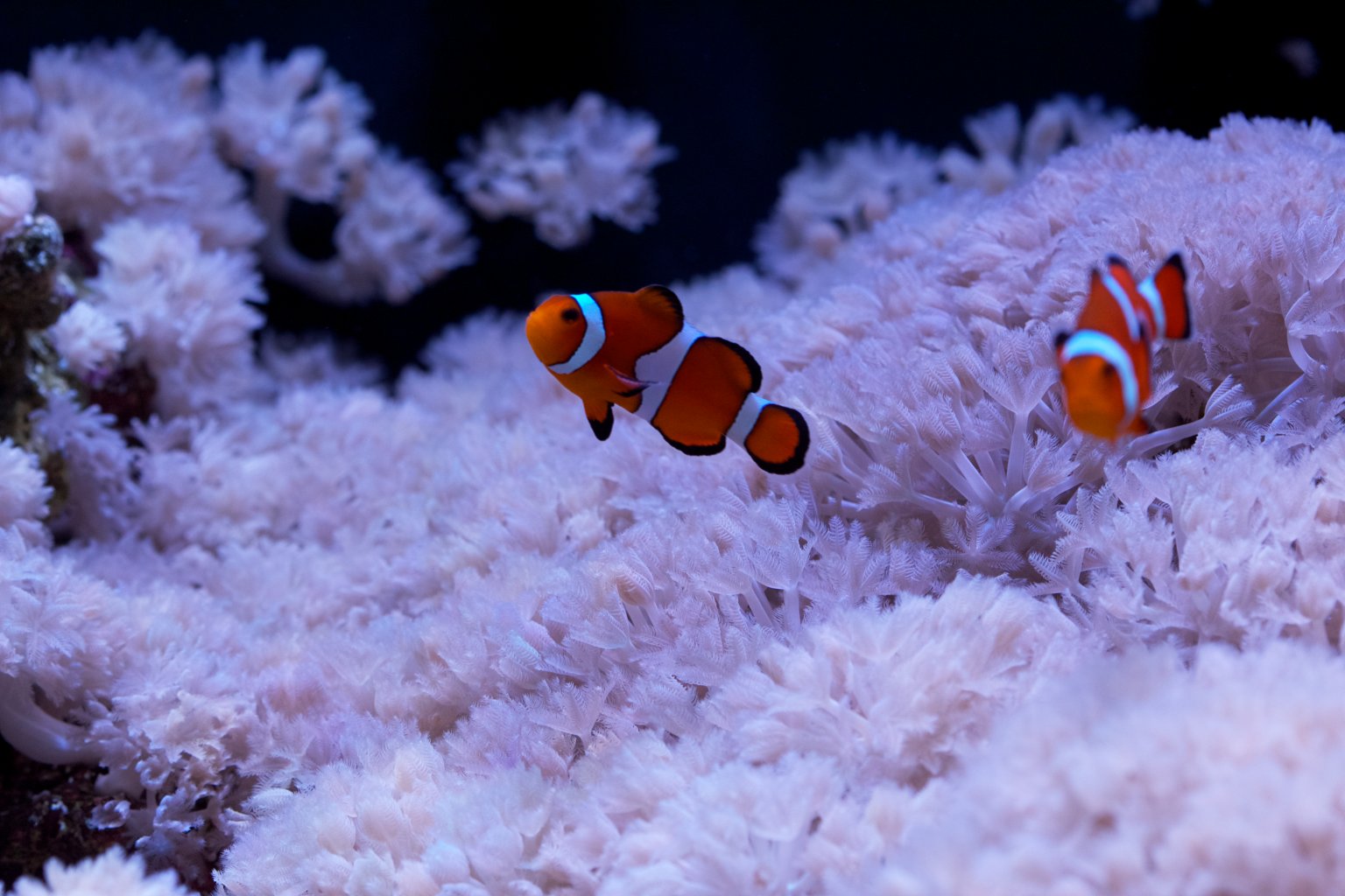 Lineage dynamics of the endosymbiotic cell type in the soft coral Xenia
