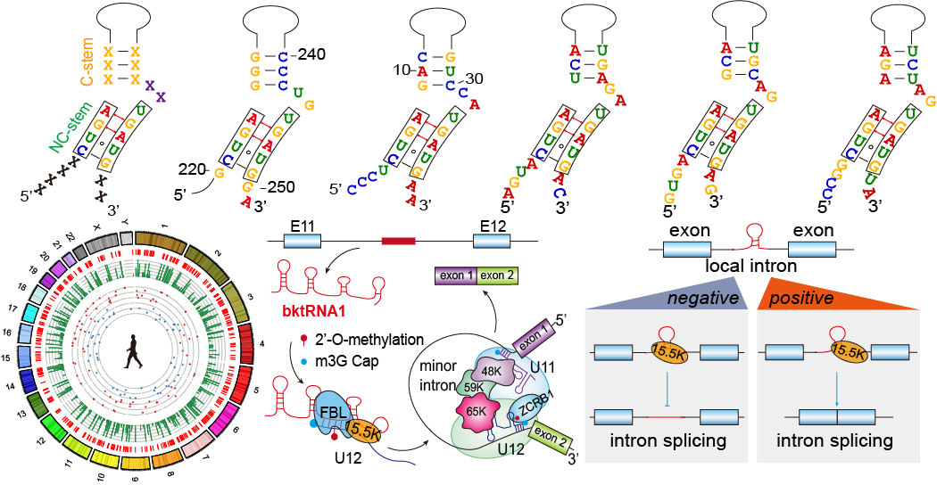 How	to Identify	a	Novel Class	Kink-turn RNAs and their Mechanisms