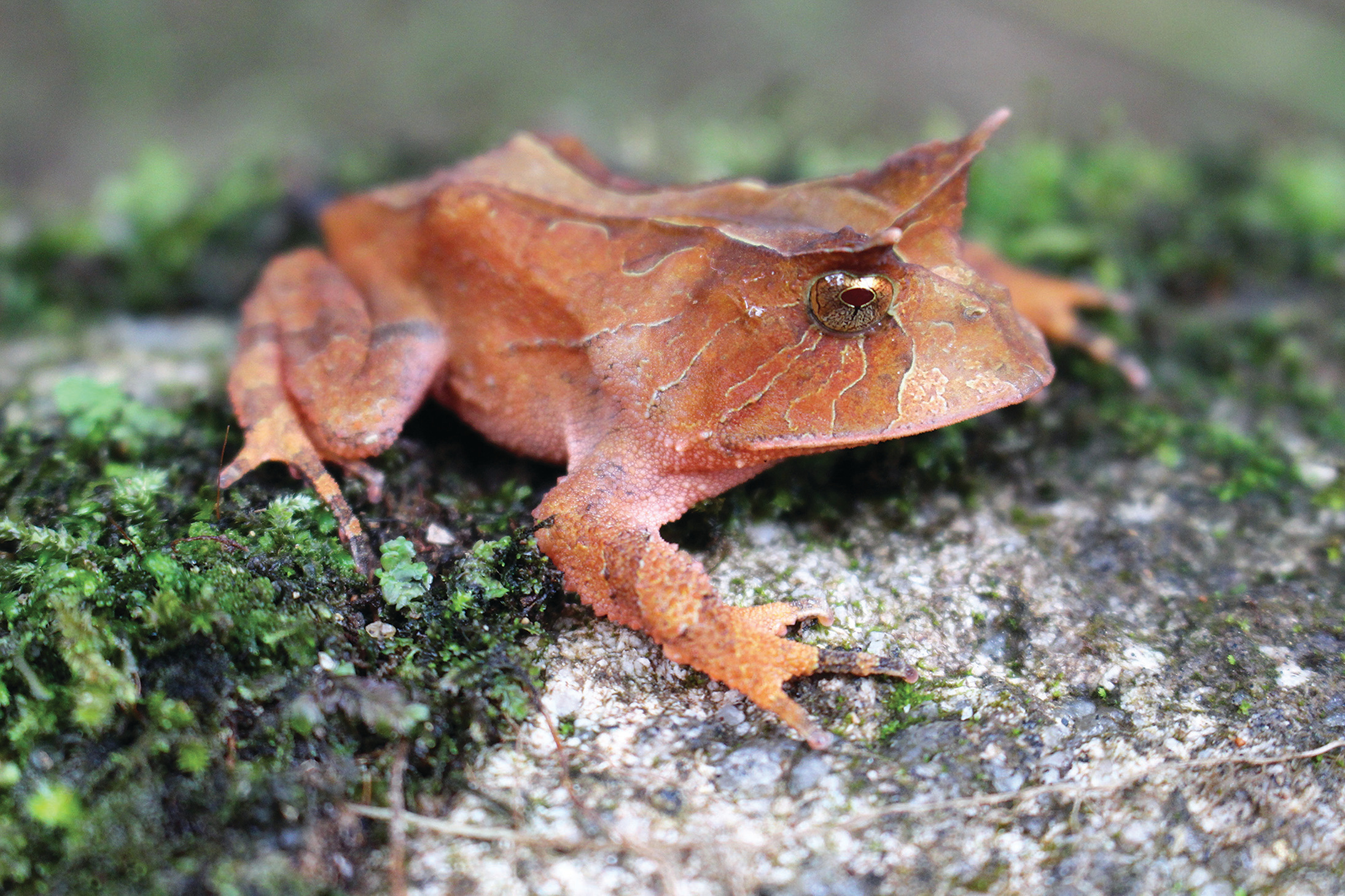 Framing Frogs: A new study on environmental economy helps improve the preservation of amphibians in the Brazilian Atlantic Forest. 