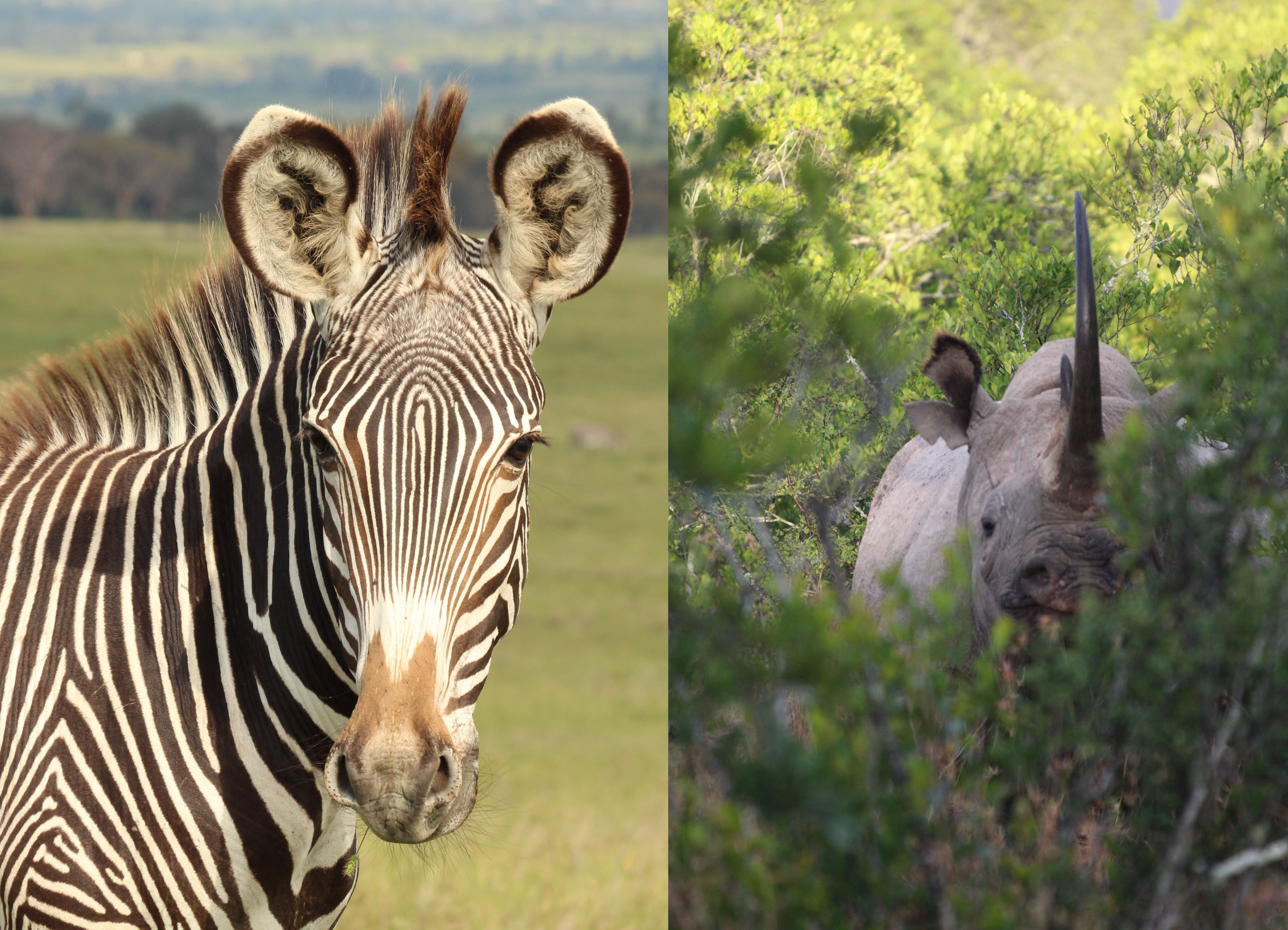 Eating seasonally: How studying dietary changes can help conservation