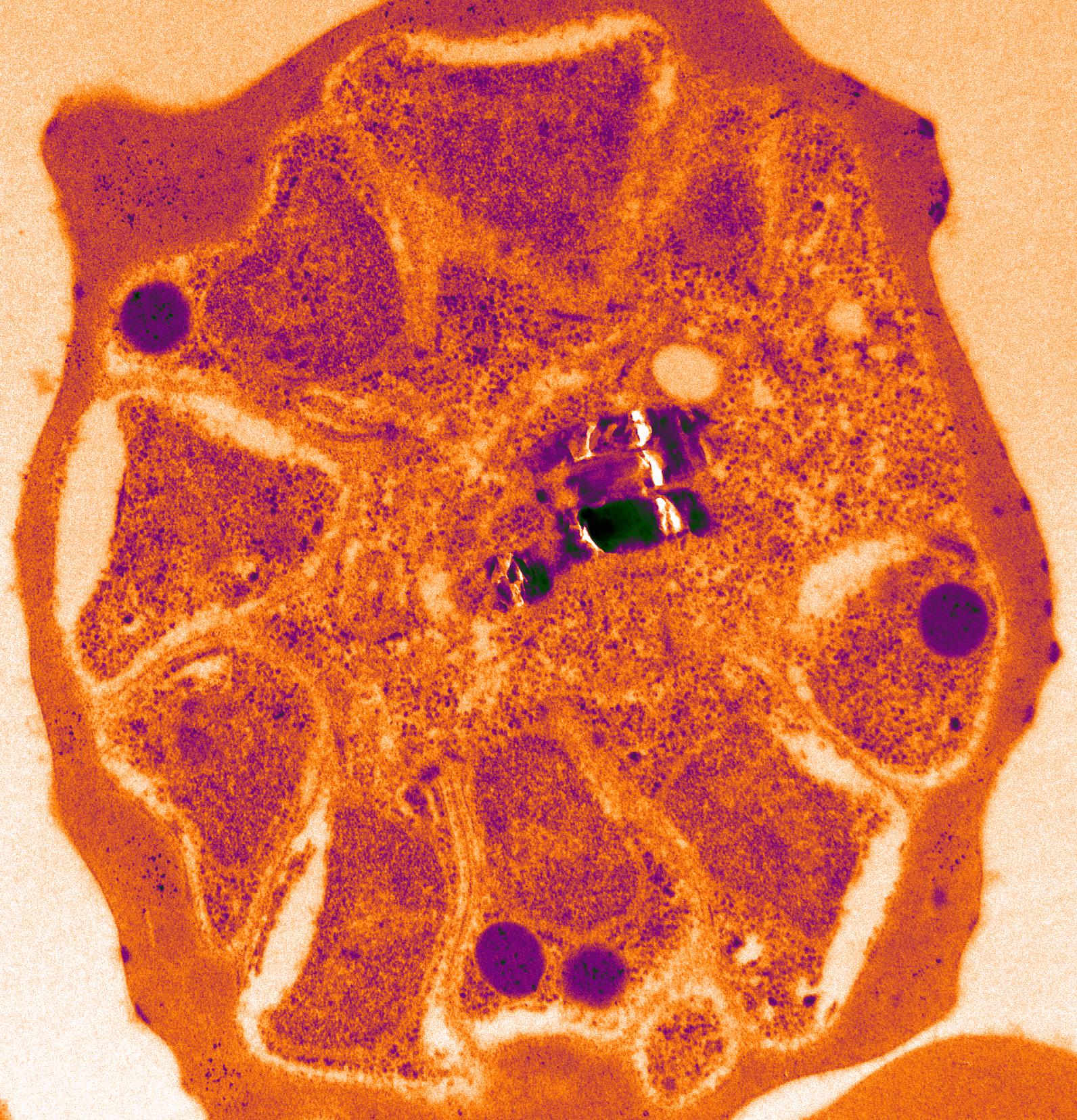 Controlling atypical replication of malaria parasites