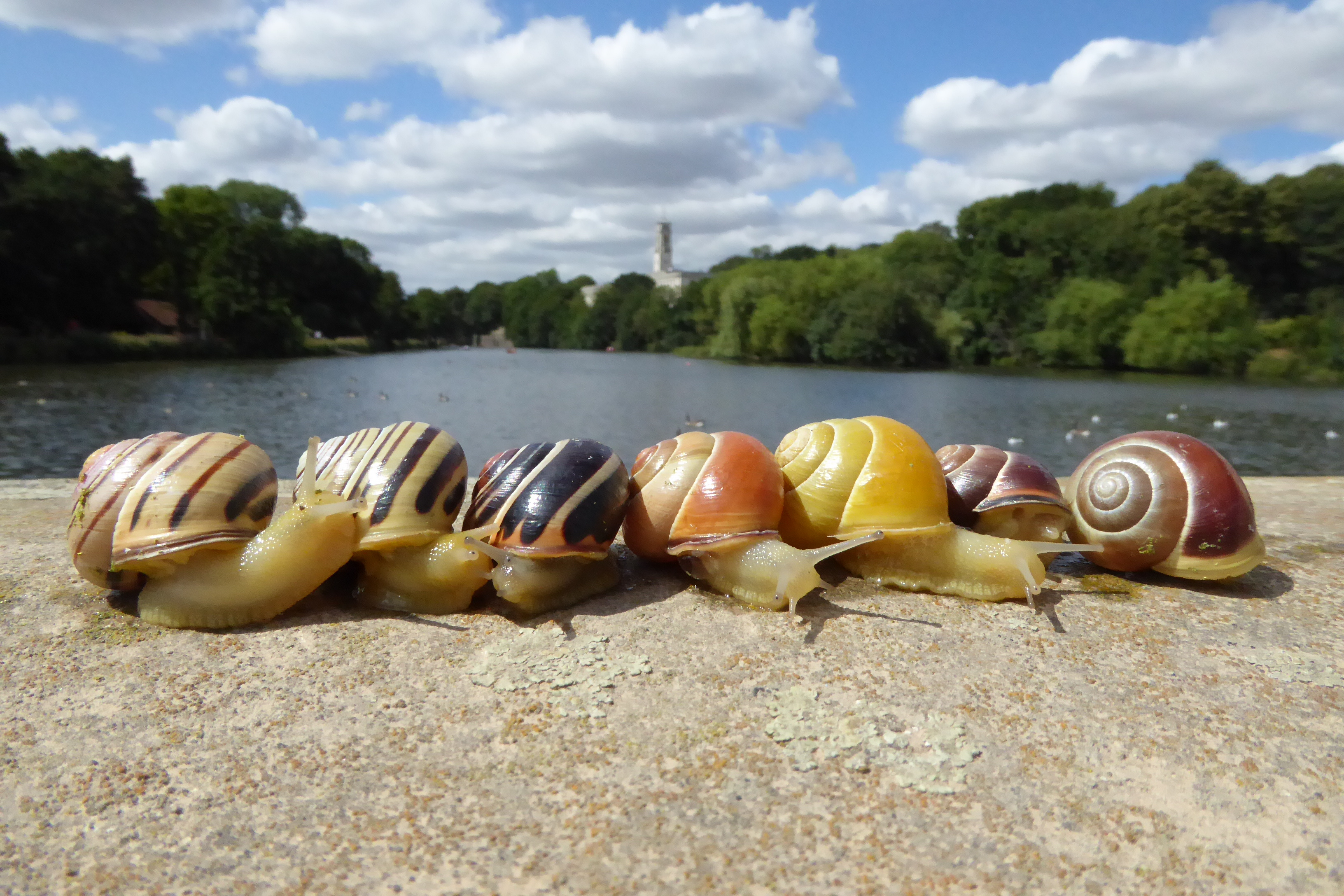How citizen scientists helped us discover snail shell colour evolution