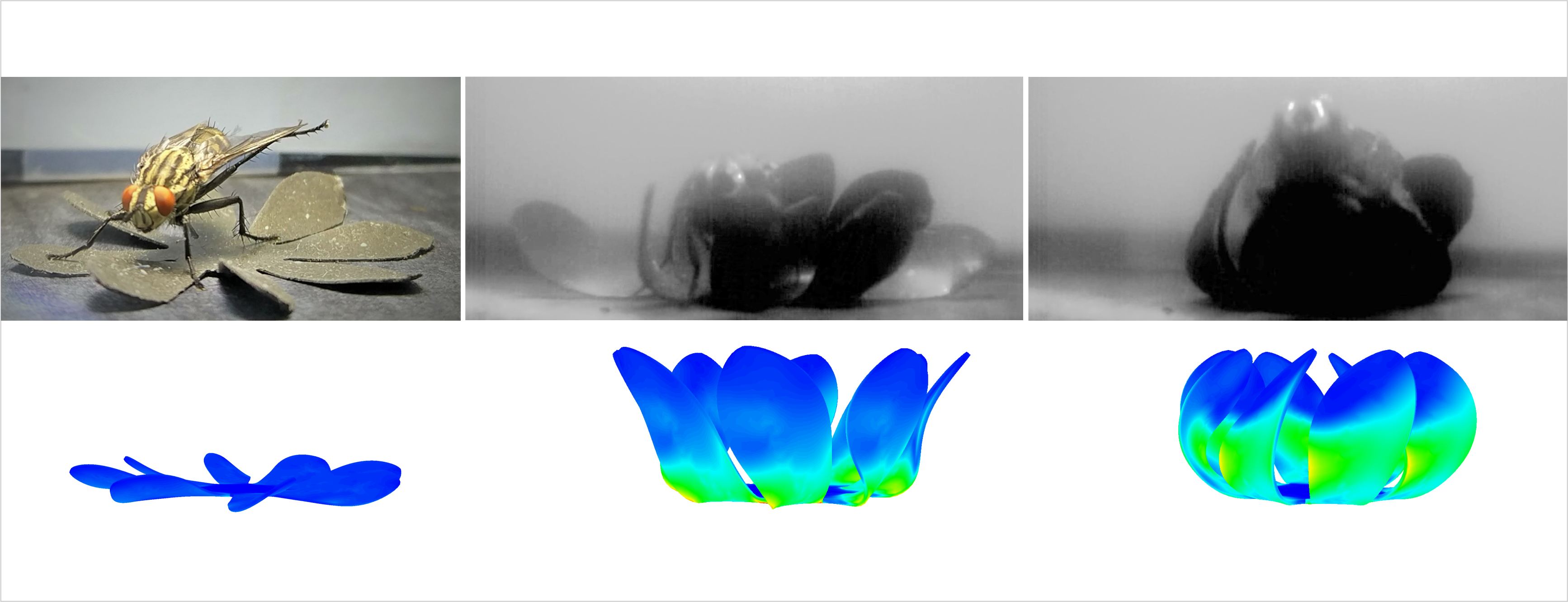 Untethered and Ultrafast Soft-bodied Robots