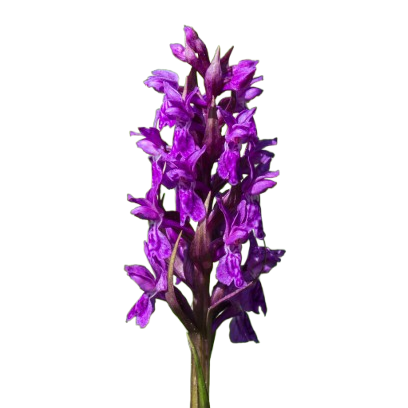 Go to the profile of Yedra García