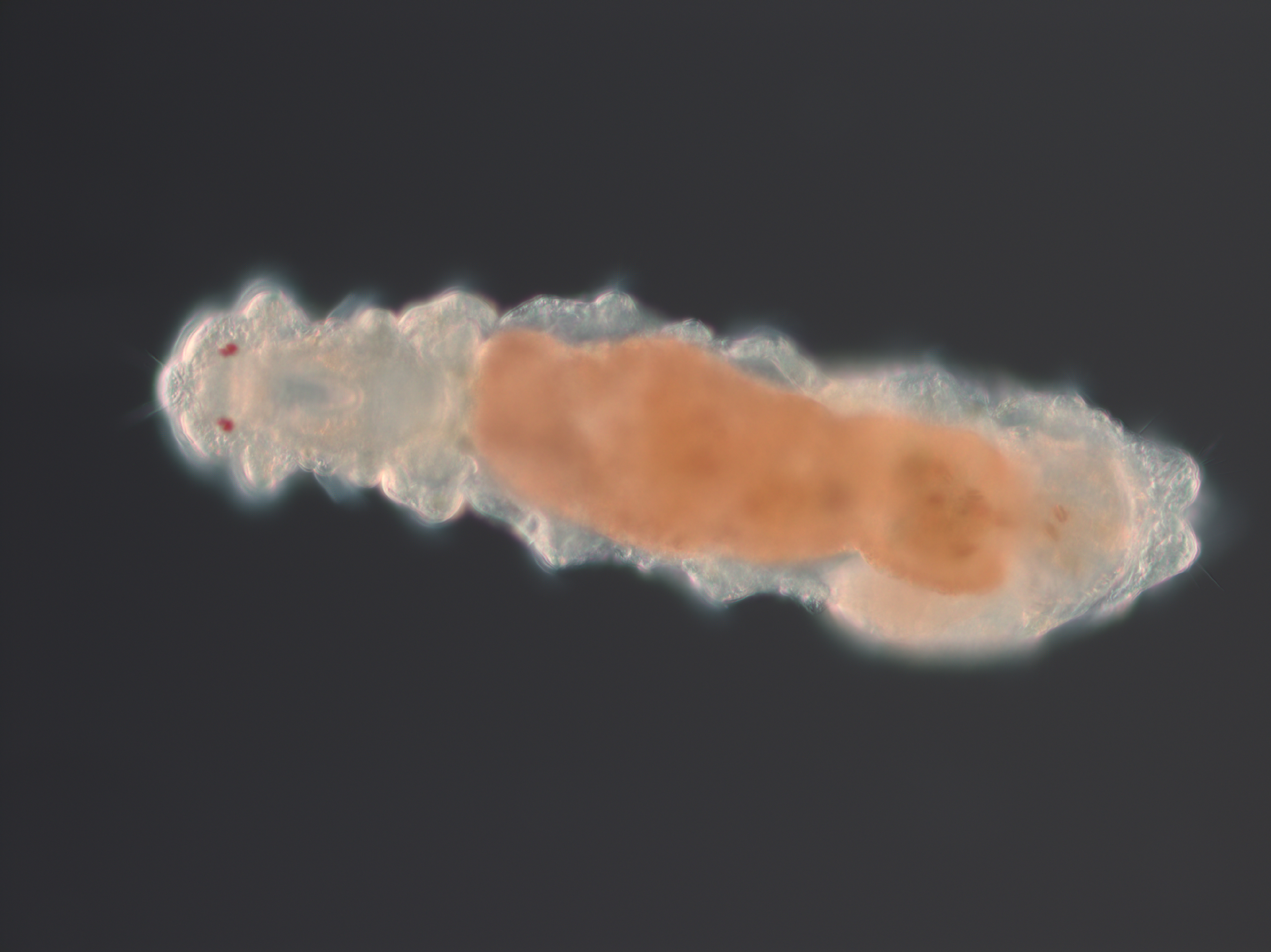 A tiny worm sheds light into genome compaction
