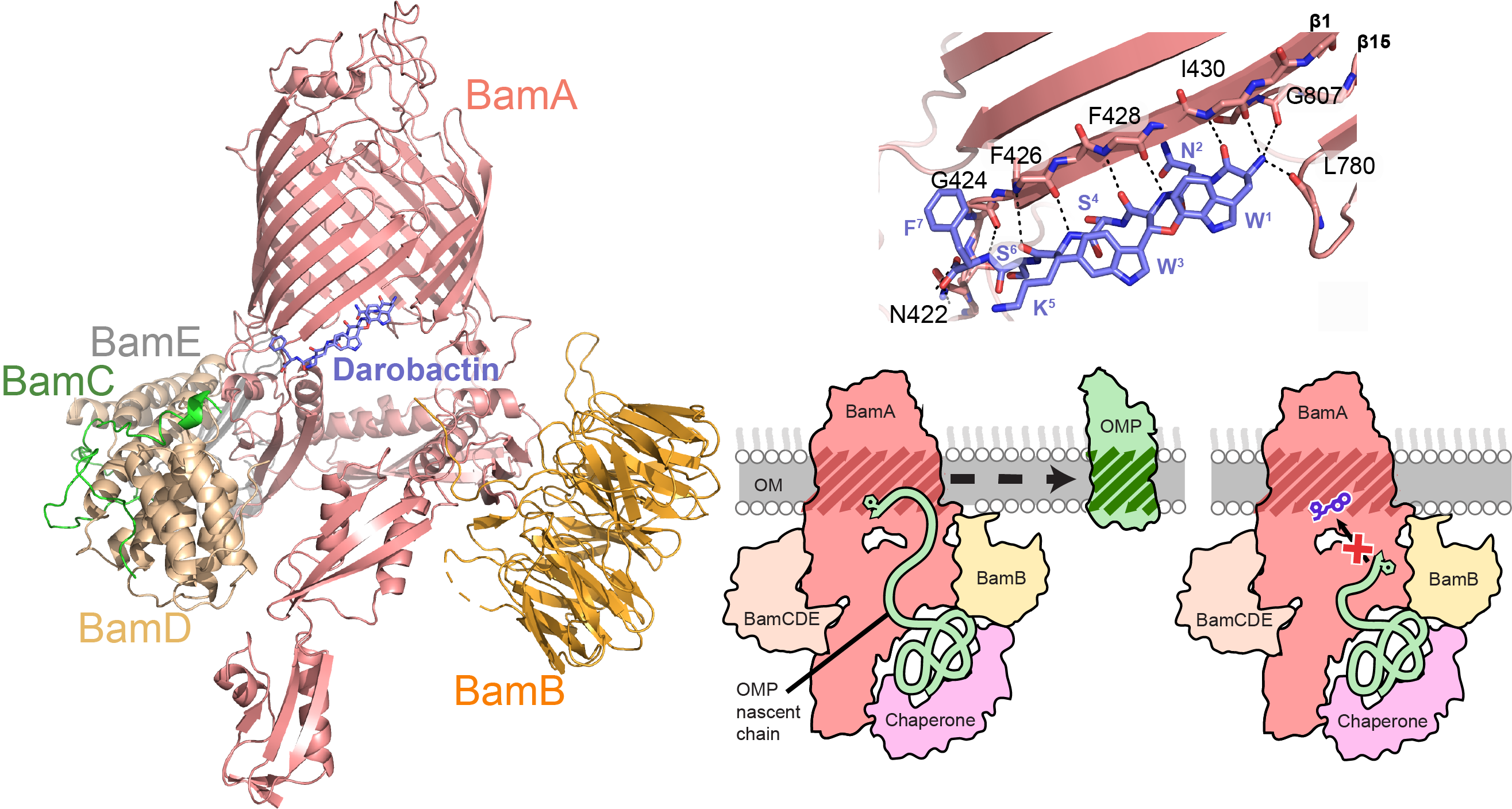 An antibiotic that inhibits the undruggable target