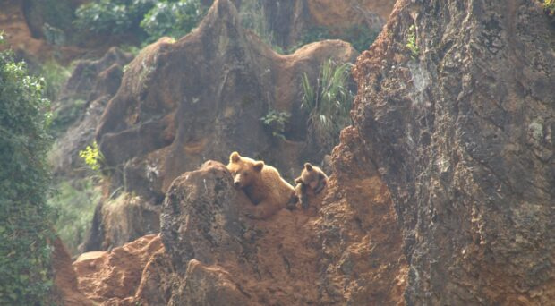 From the BugBitten Archives: Looking for the “Bear” necessities of helminths