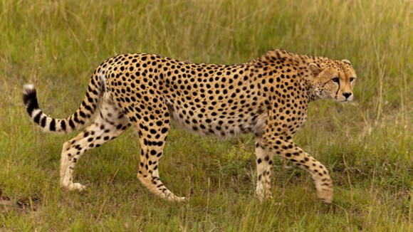Call for Papers: Conservation genetics