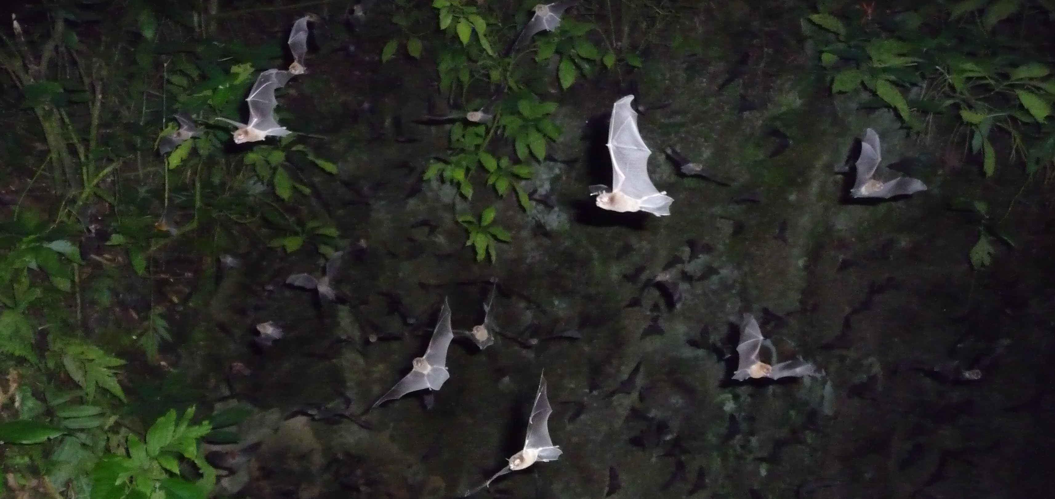 The epigenetics of aging in bats