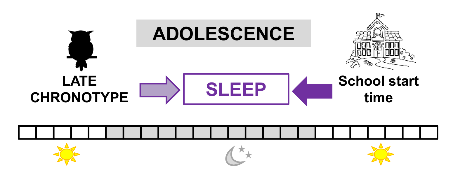 Out of synch: Adolescents’ internal timing and school start times