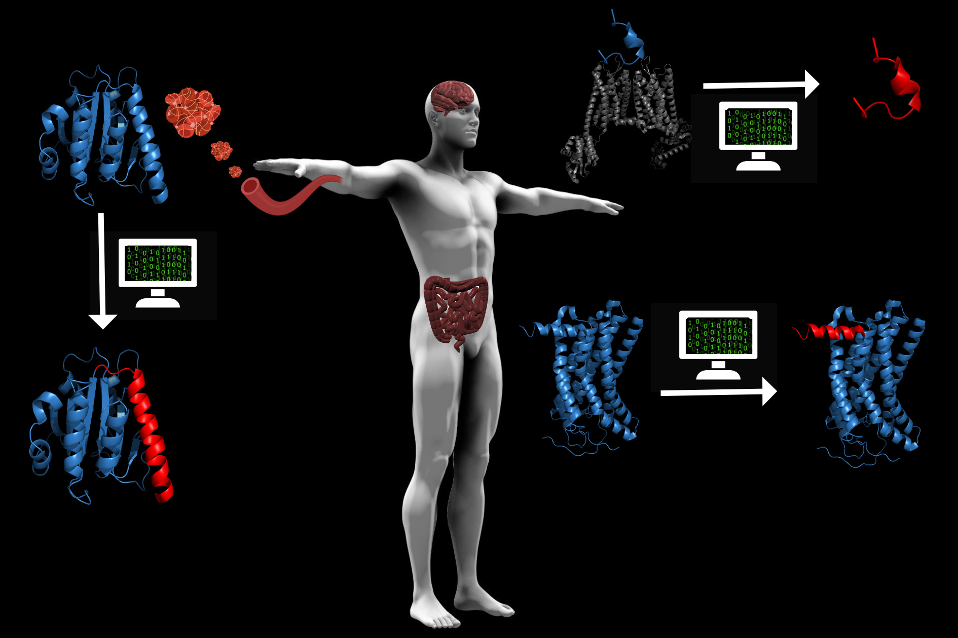 Mining for encrypted peptide antibiotics in the human proteome