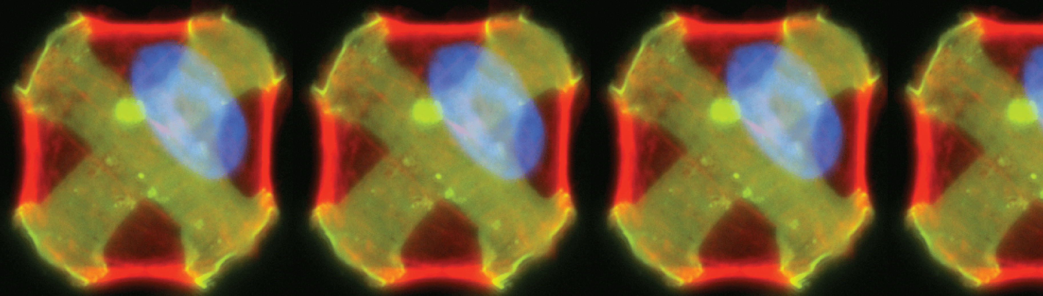 Automating single-cell force cytometry