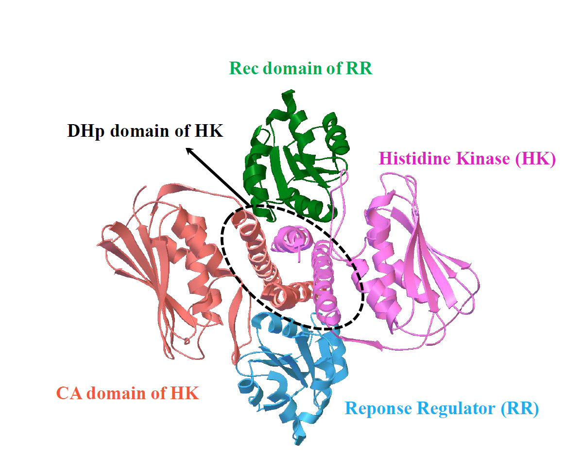Unveiling the interaction patterns governing binding specificity between proteins