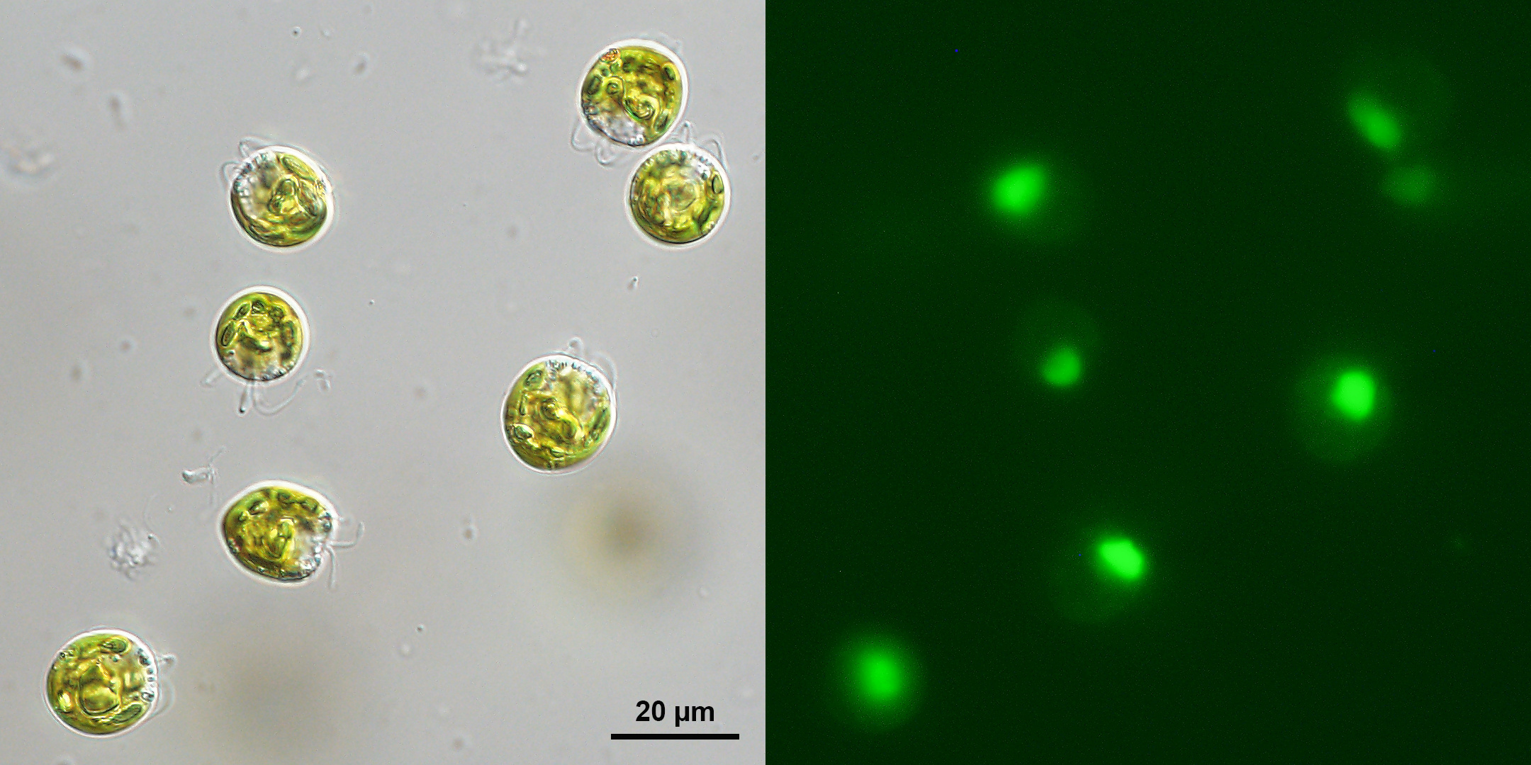 Feeding in green algae illuminated by live labeled bacteria