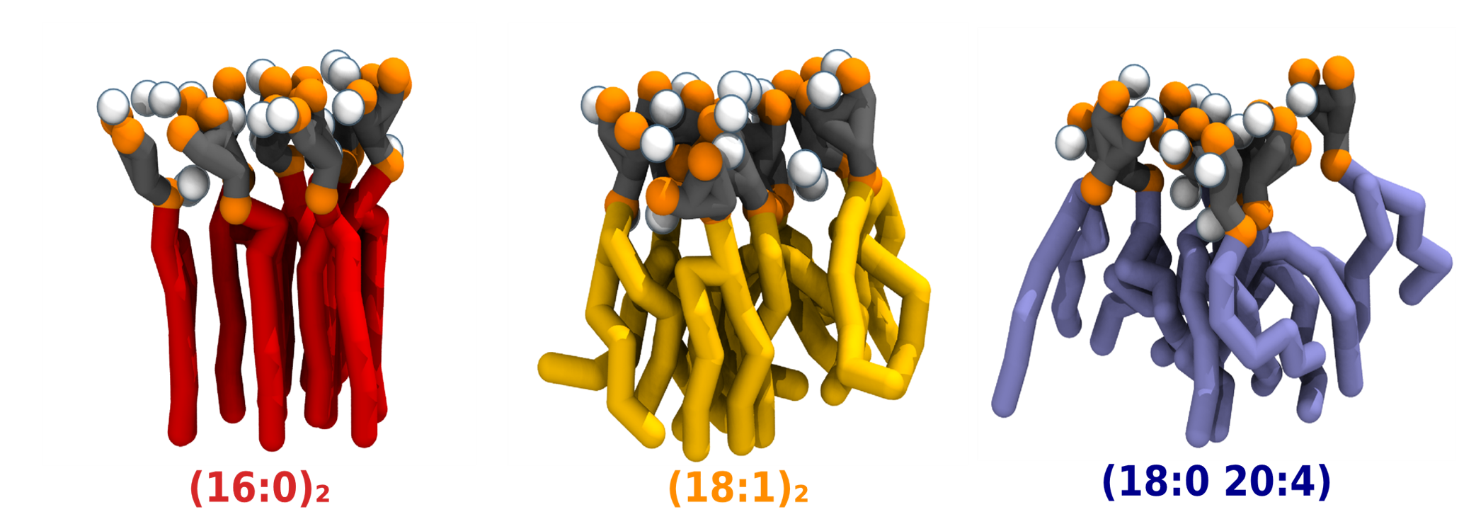 Acyl-chain saturation regulates the order of phosphatidylinositol 4,5-bisphosphate nanodomains