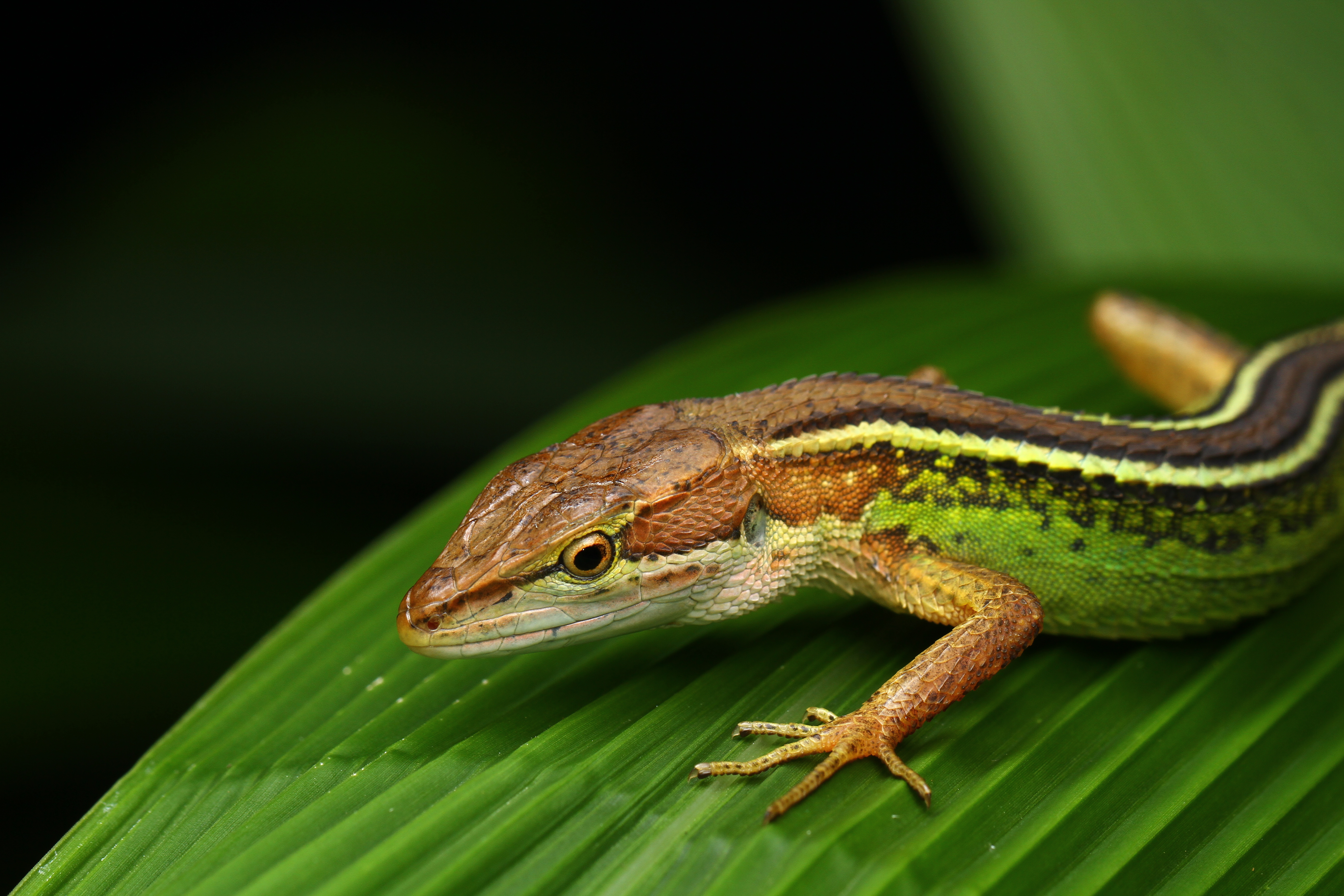 Can Global Protected Areas be refuges for amphibians and reptiles under climate change?