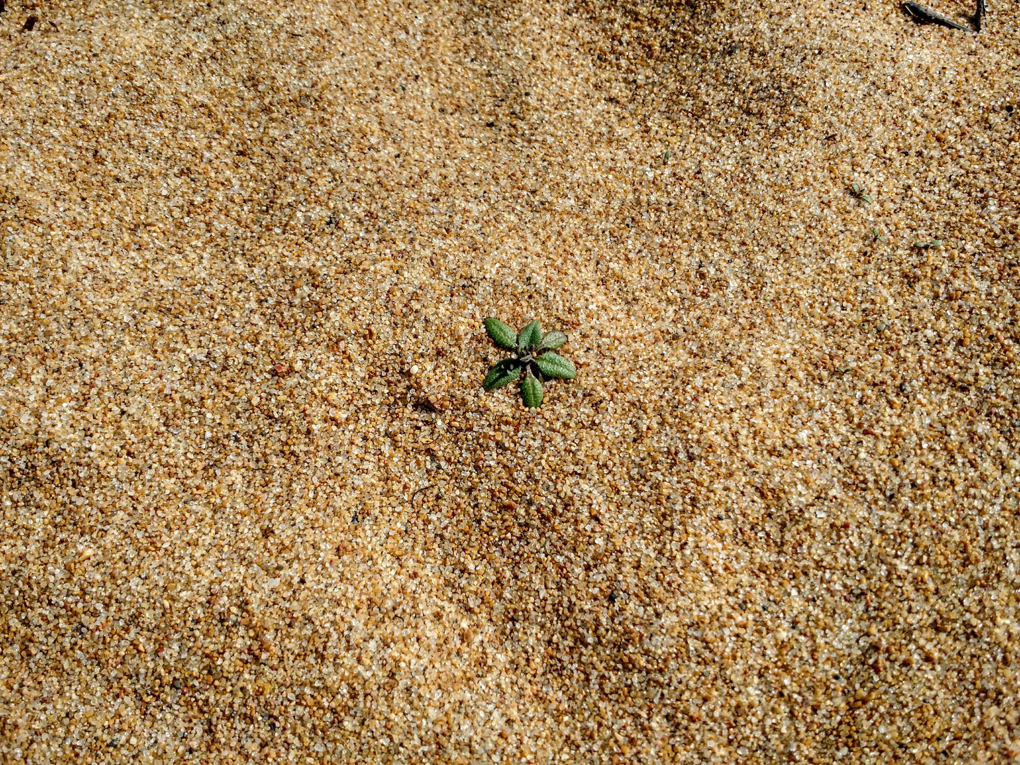 Life on the edge prepares plants for climate change