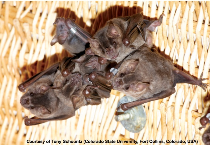 Bat influenza viruses transmit among bats but are poorly adapted to non-bat species.