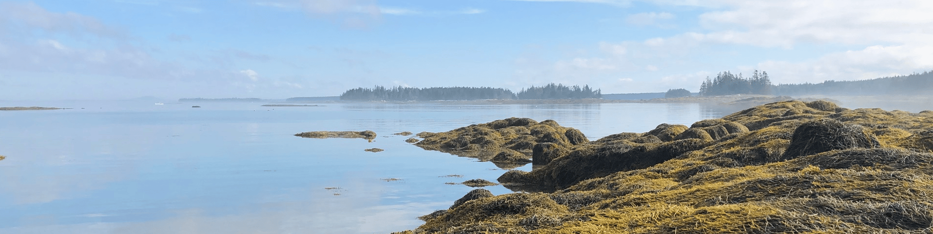 The collapse of an intertidal food web