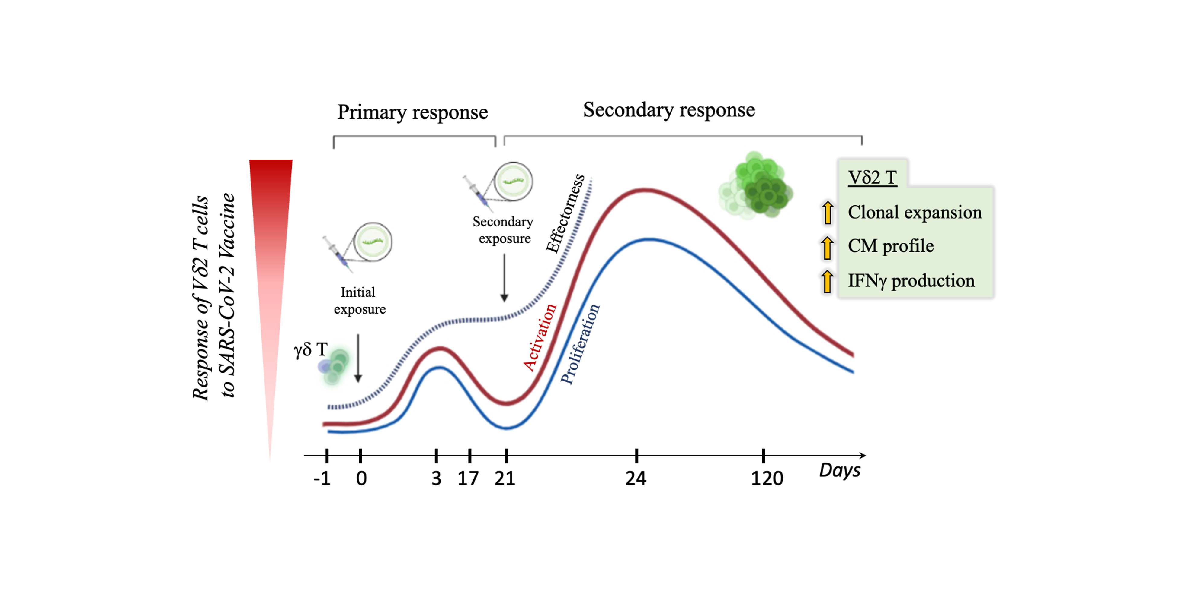 Reflections on Memory γδ T Cells in the Age of SARS-CoV-2