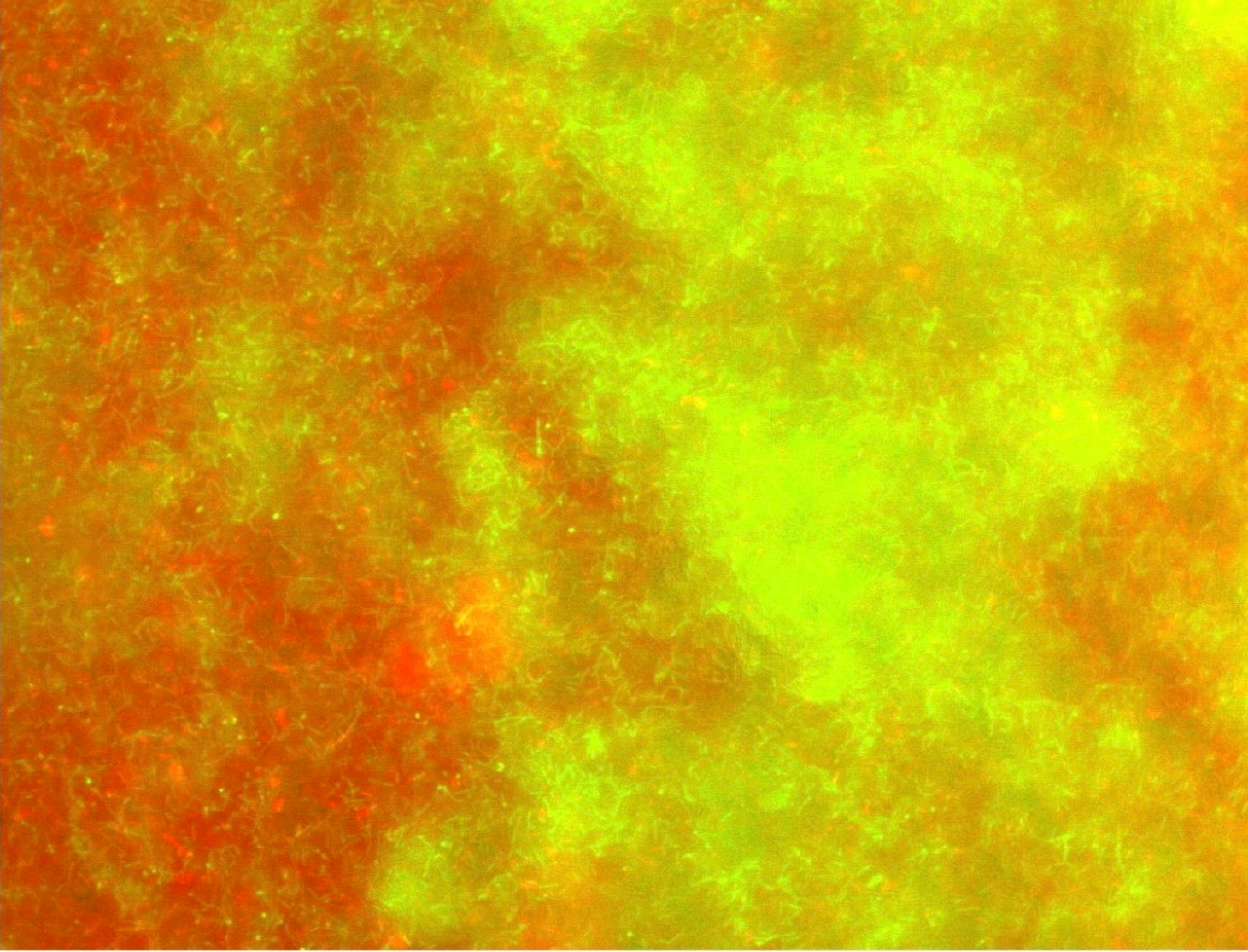 A laboratory 4-species model biofilm or the choice of reasonable complexity