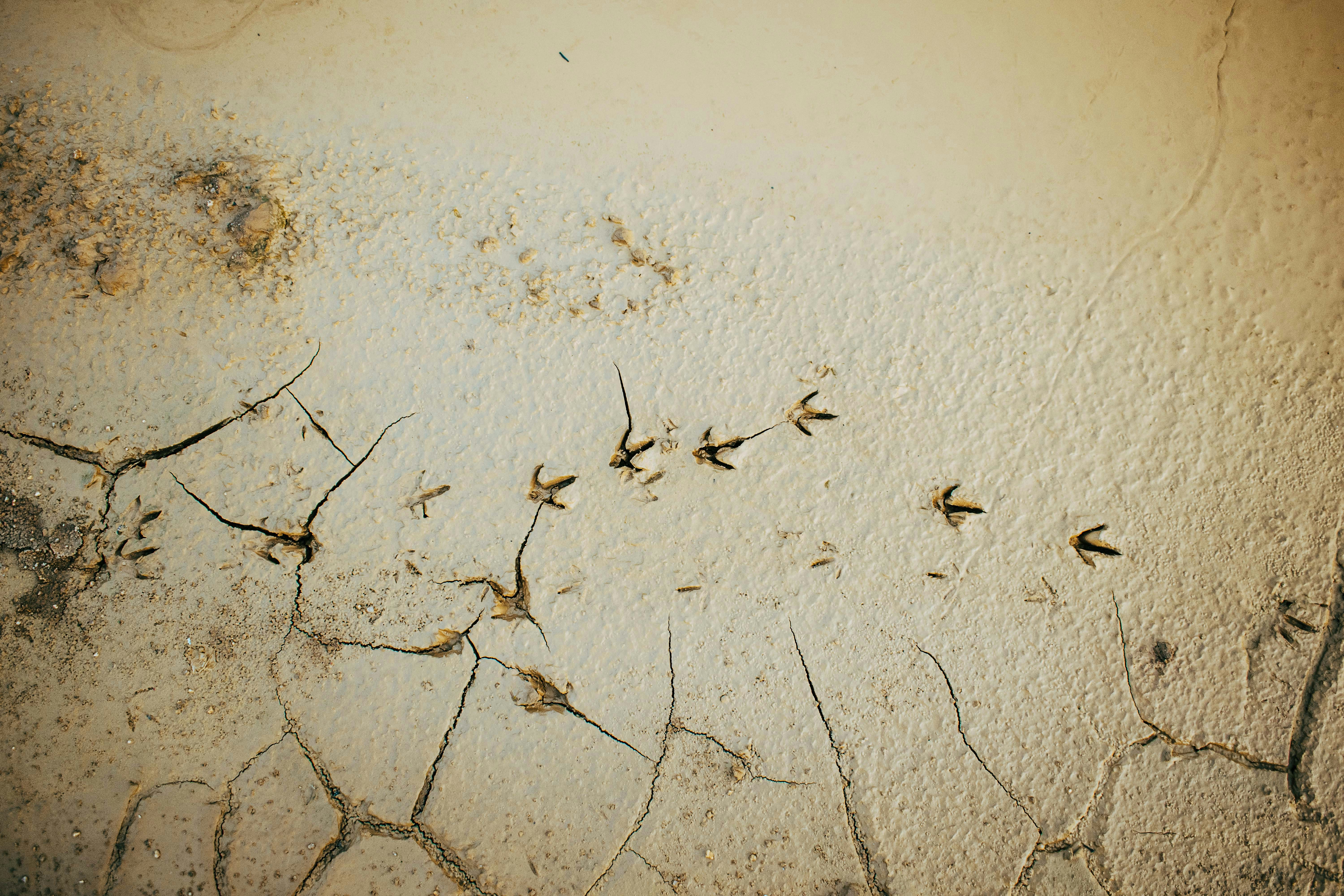 Global Change, Pest Invasions, and Migration: Challenges for Rural Communities
