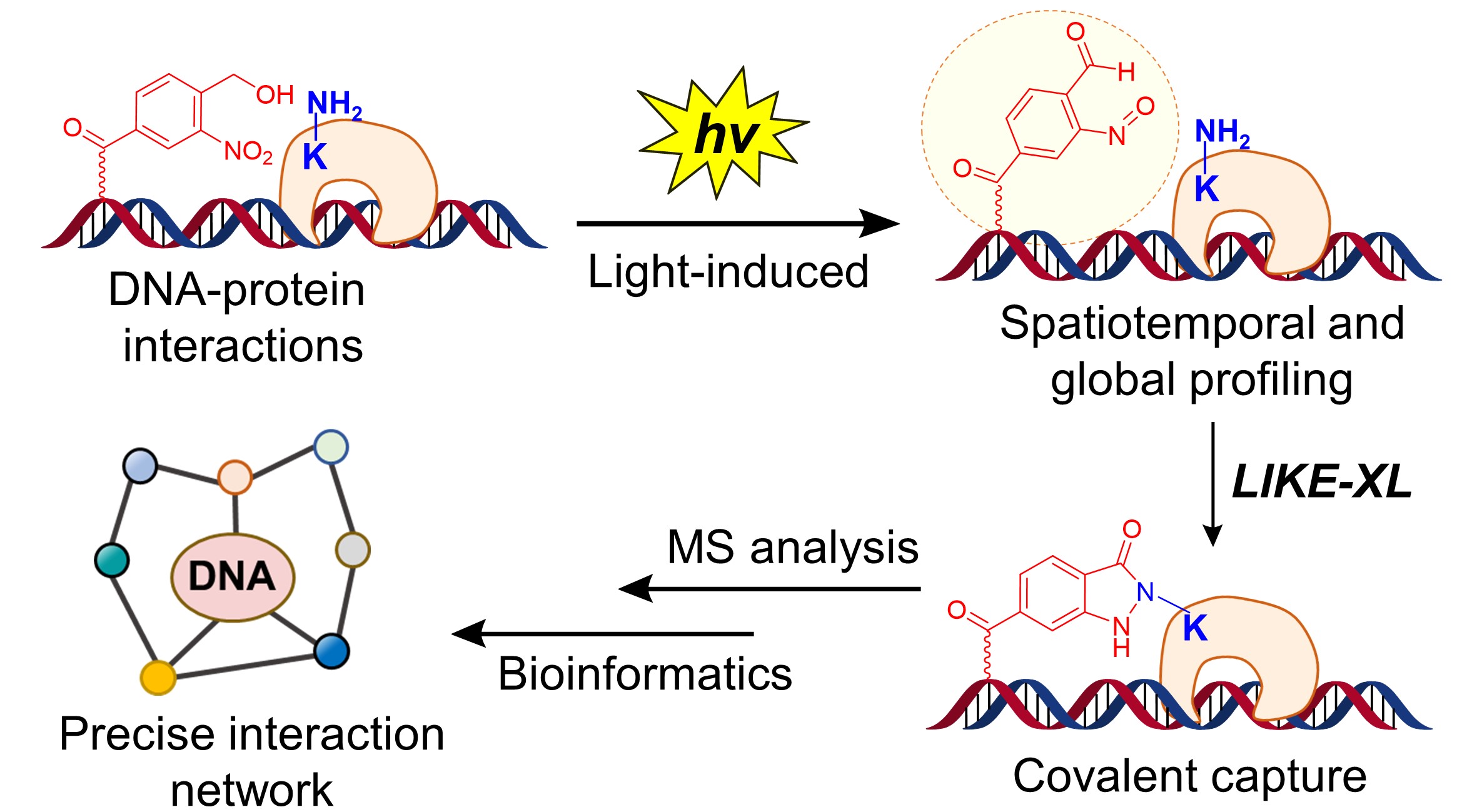 Spatiotemporal and global profiling of DNA–protein interactions enables discovery of low-affinity transcription factors