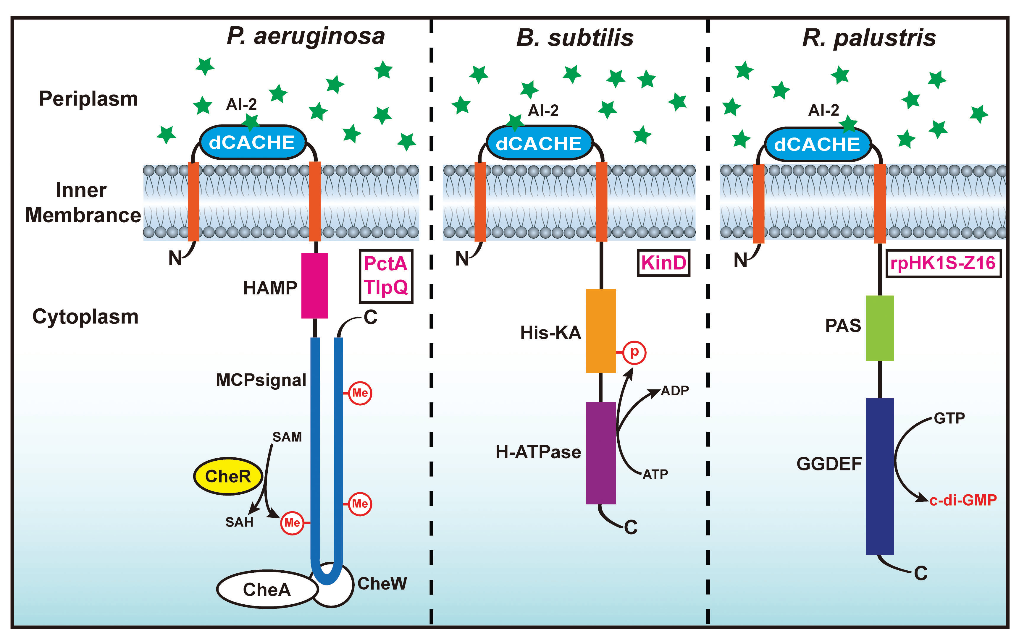 Understanding how bacteria talk to each other using autoinducer-2
